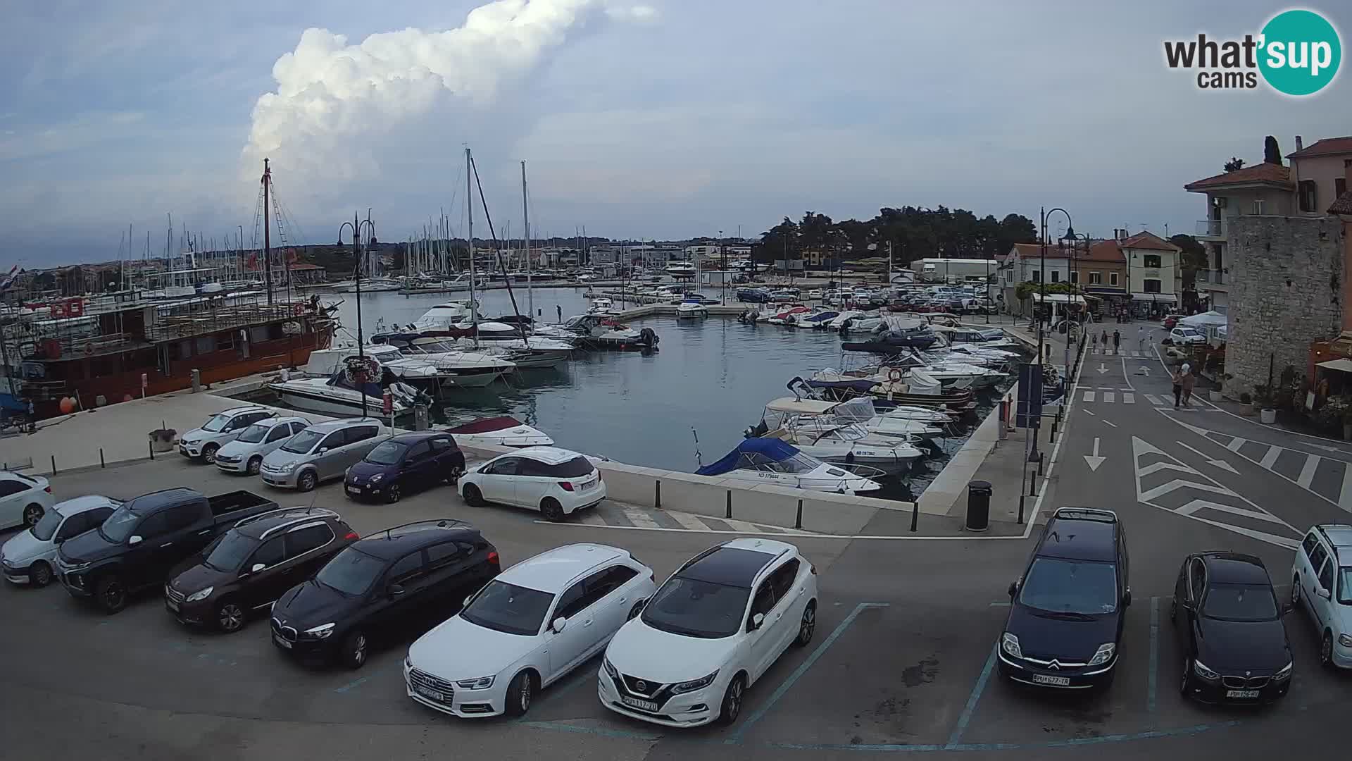 Novigrad | Porporela marina