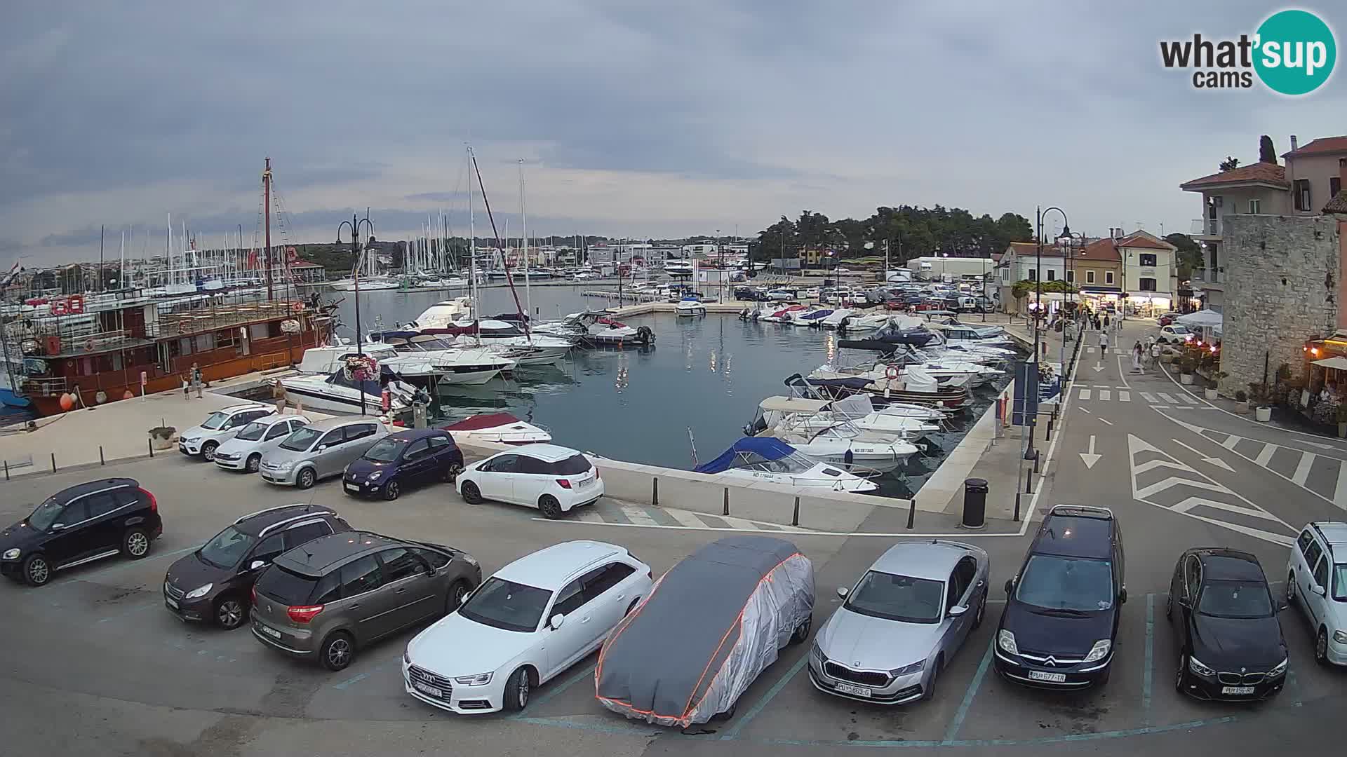 Novigrad | Porporela marina