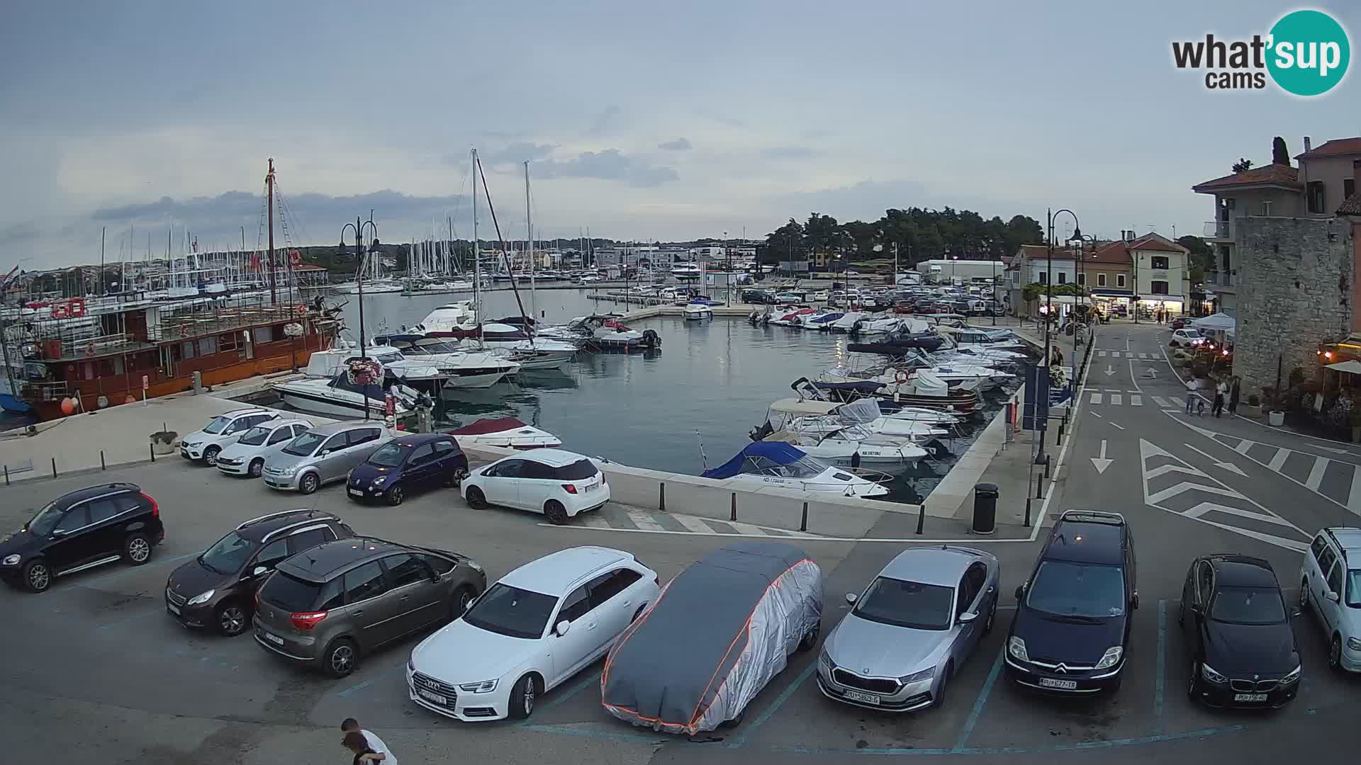 Novigrad | Porporela marina