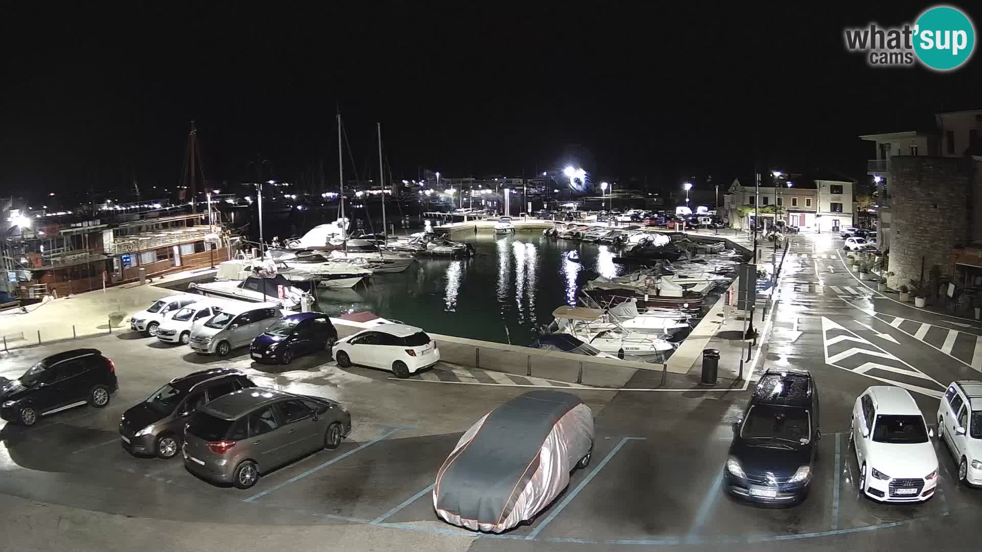 Novigrad | Porporela marina