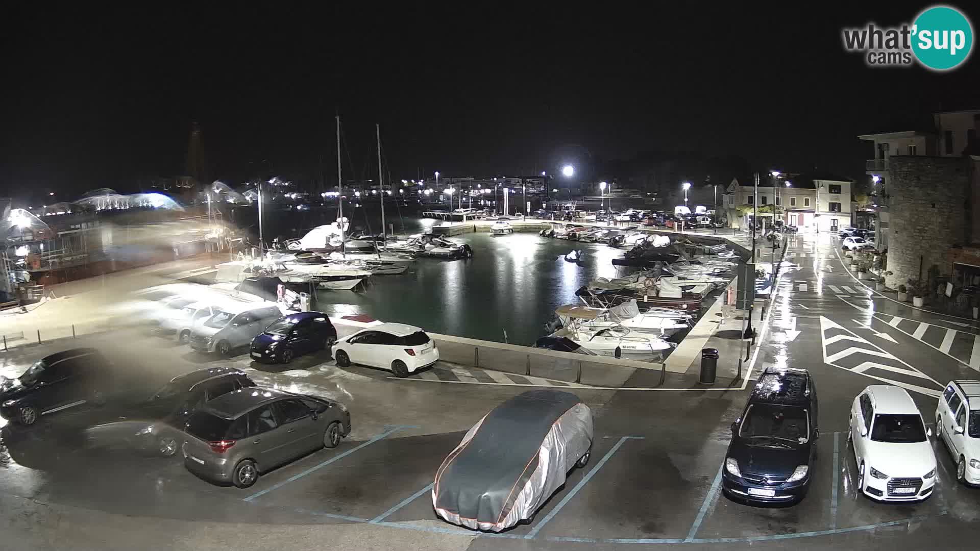 Novigrad | Porporela marina