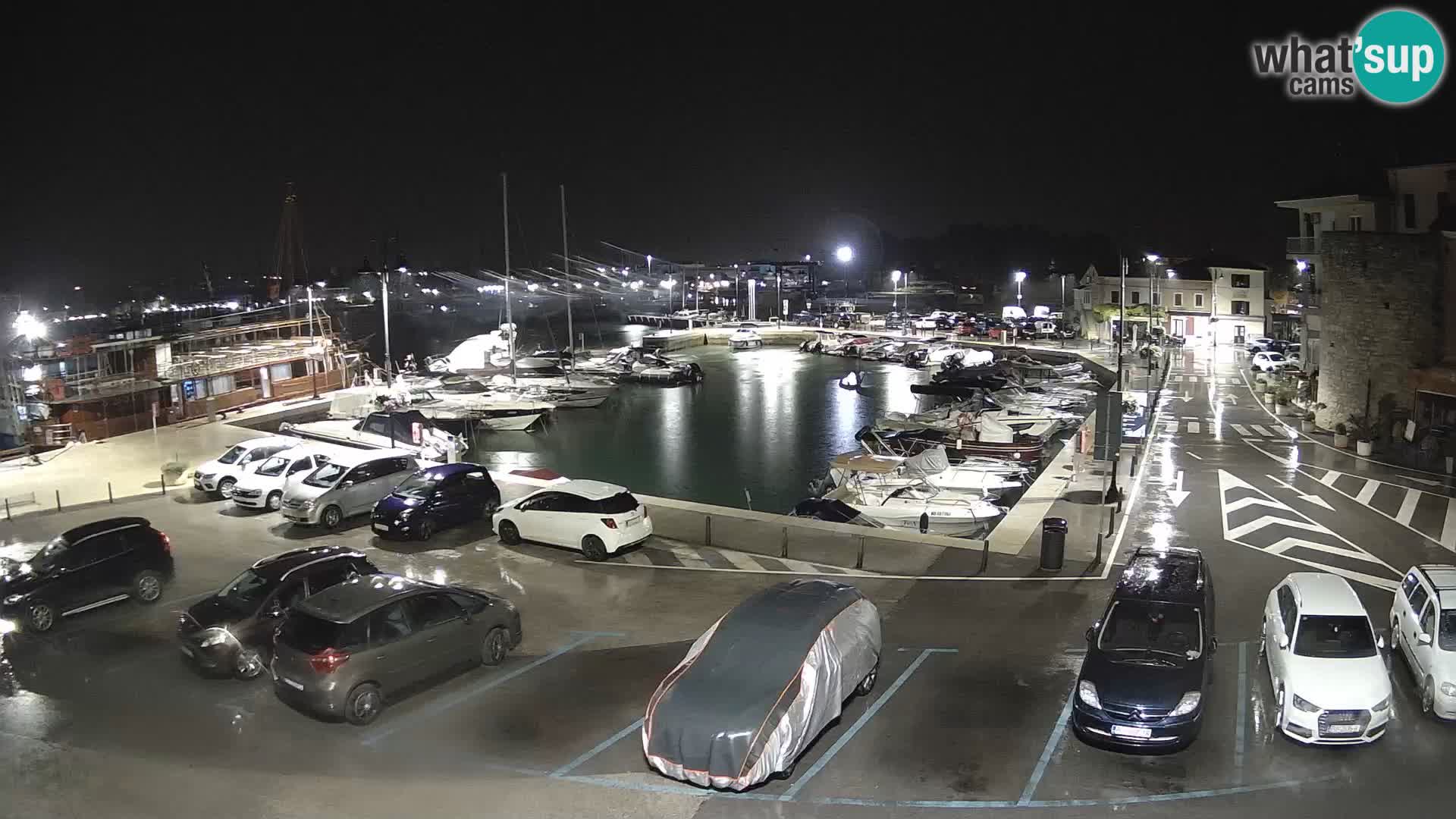 Novigrad | Porporela marina