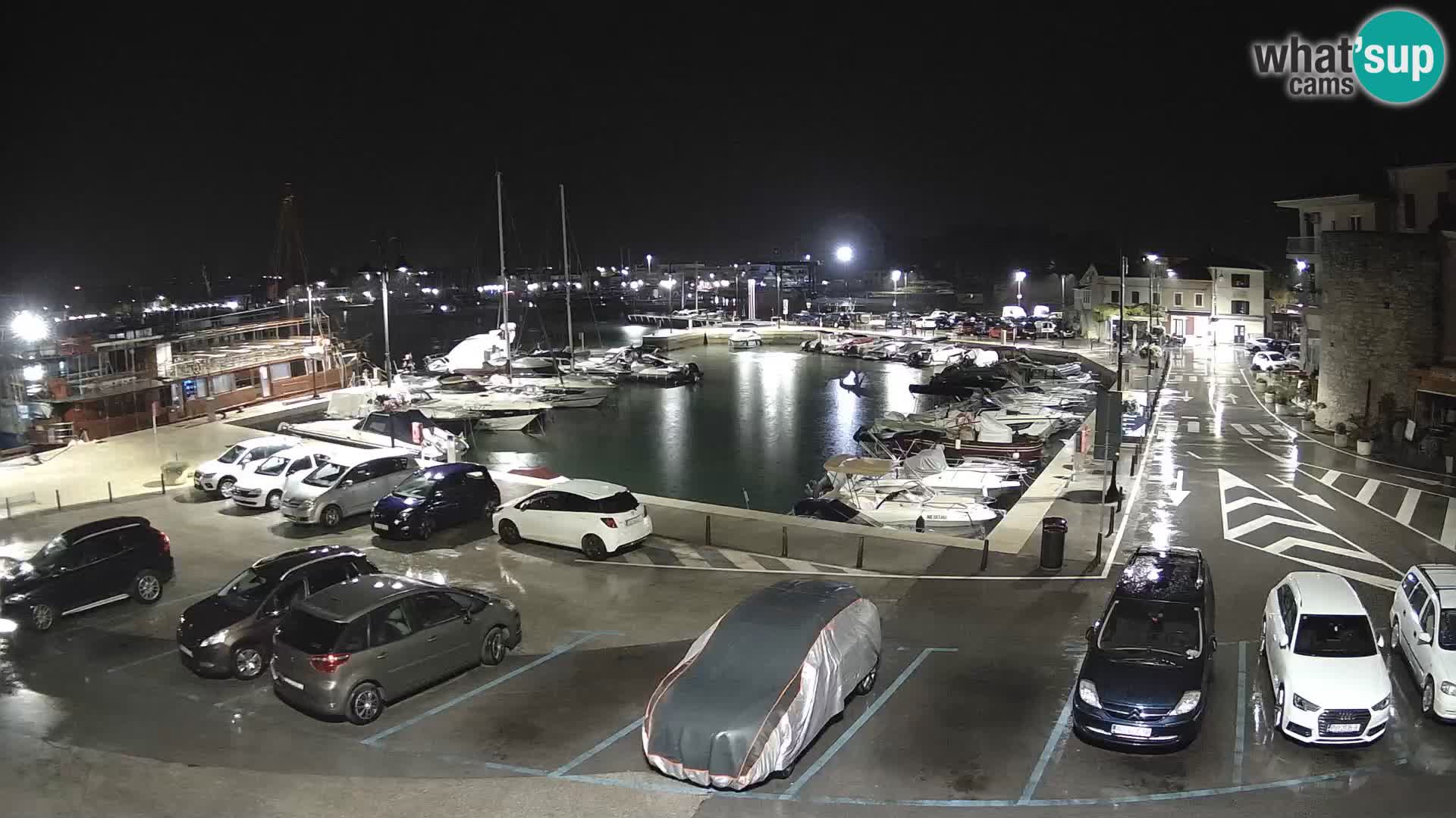 Novigrad | Porporela marina
