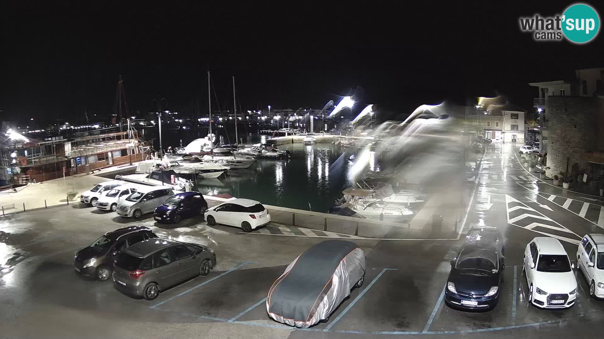 Novigrad | Porporela marina