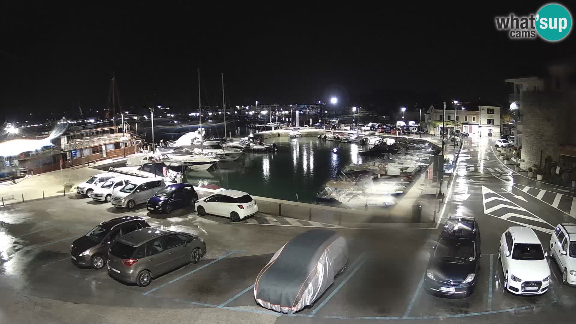 Novigrad | Porporela marina