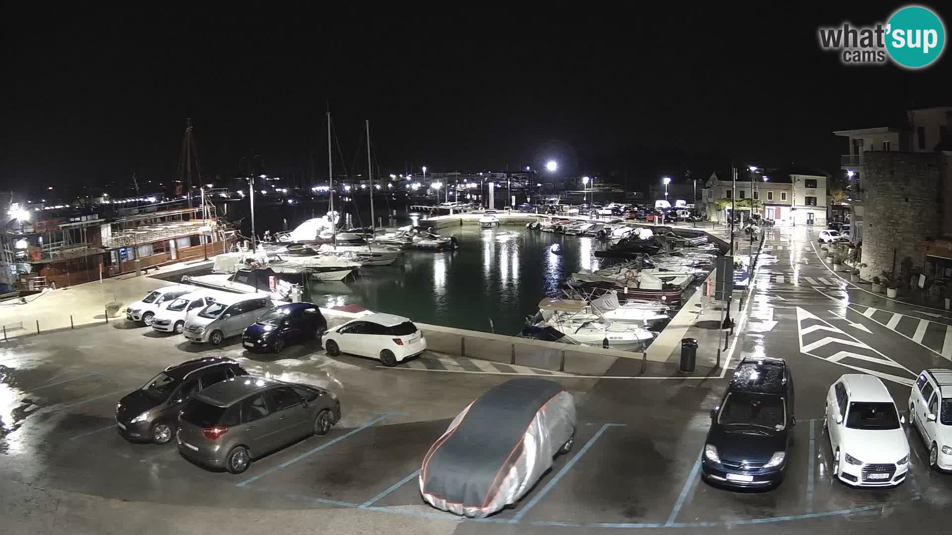Novigrad | Porporela marina