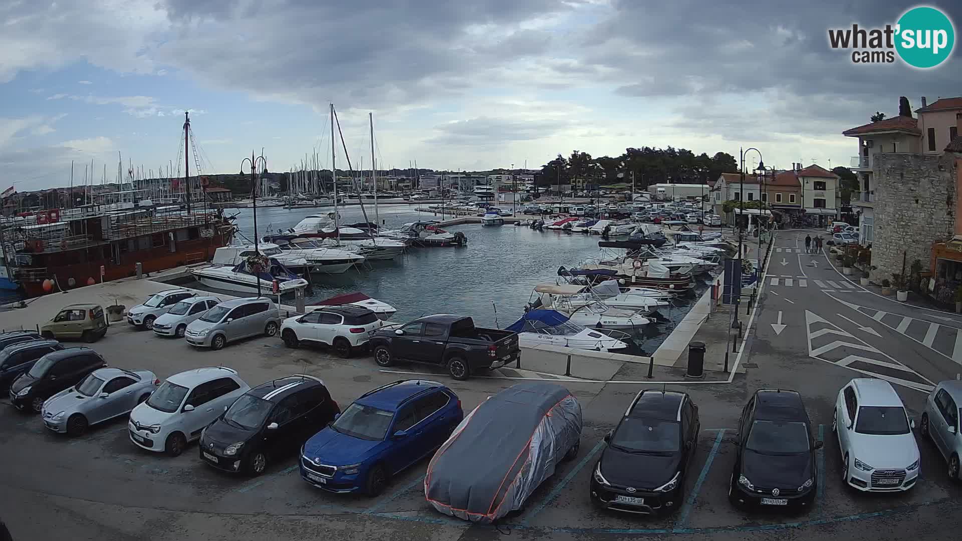 Novigrad | Porporela marina