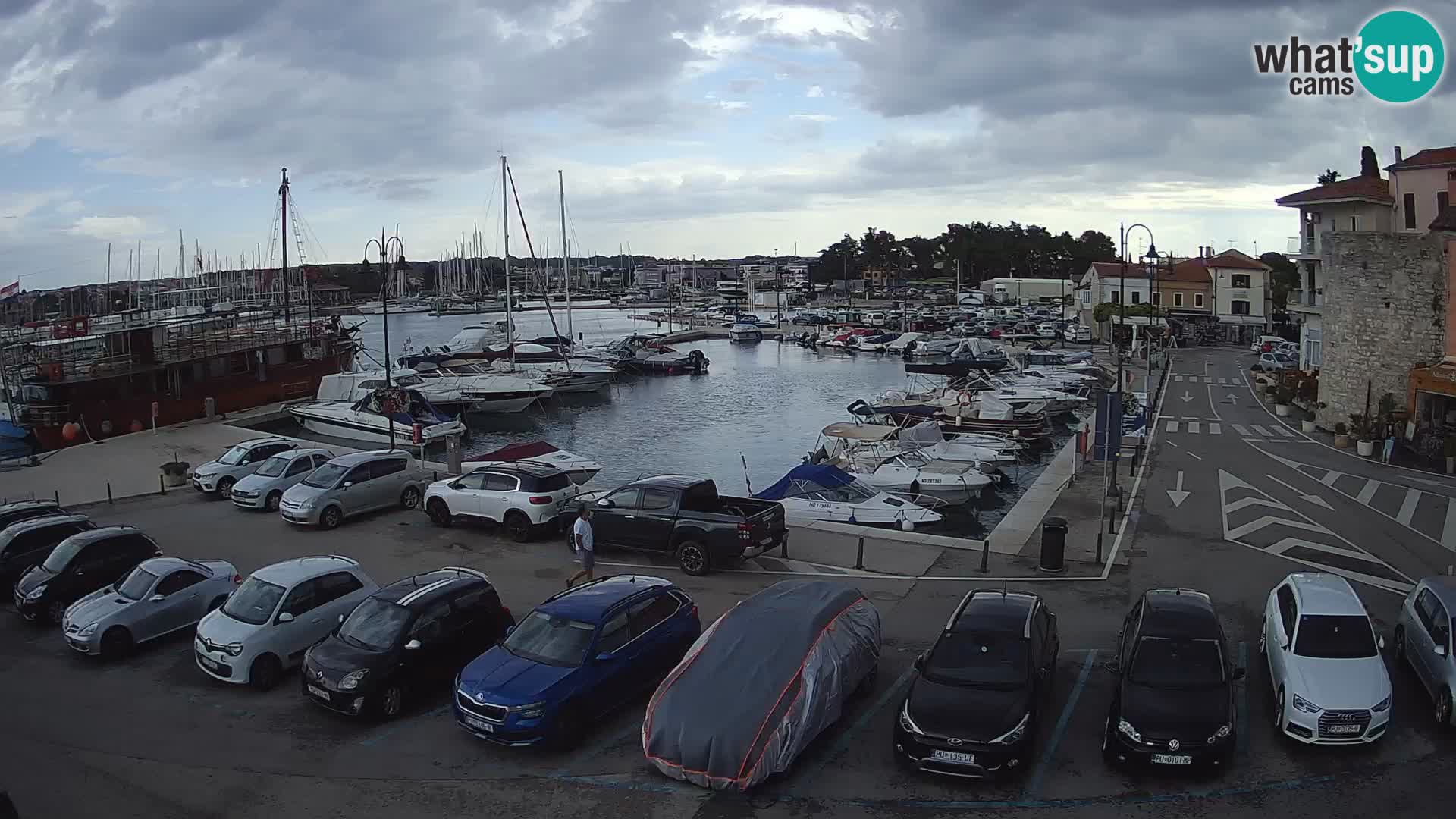 Novigrad | Porporela marina