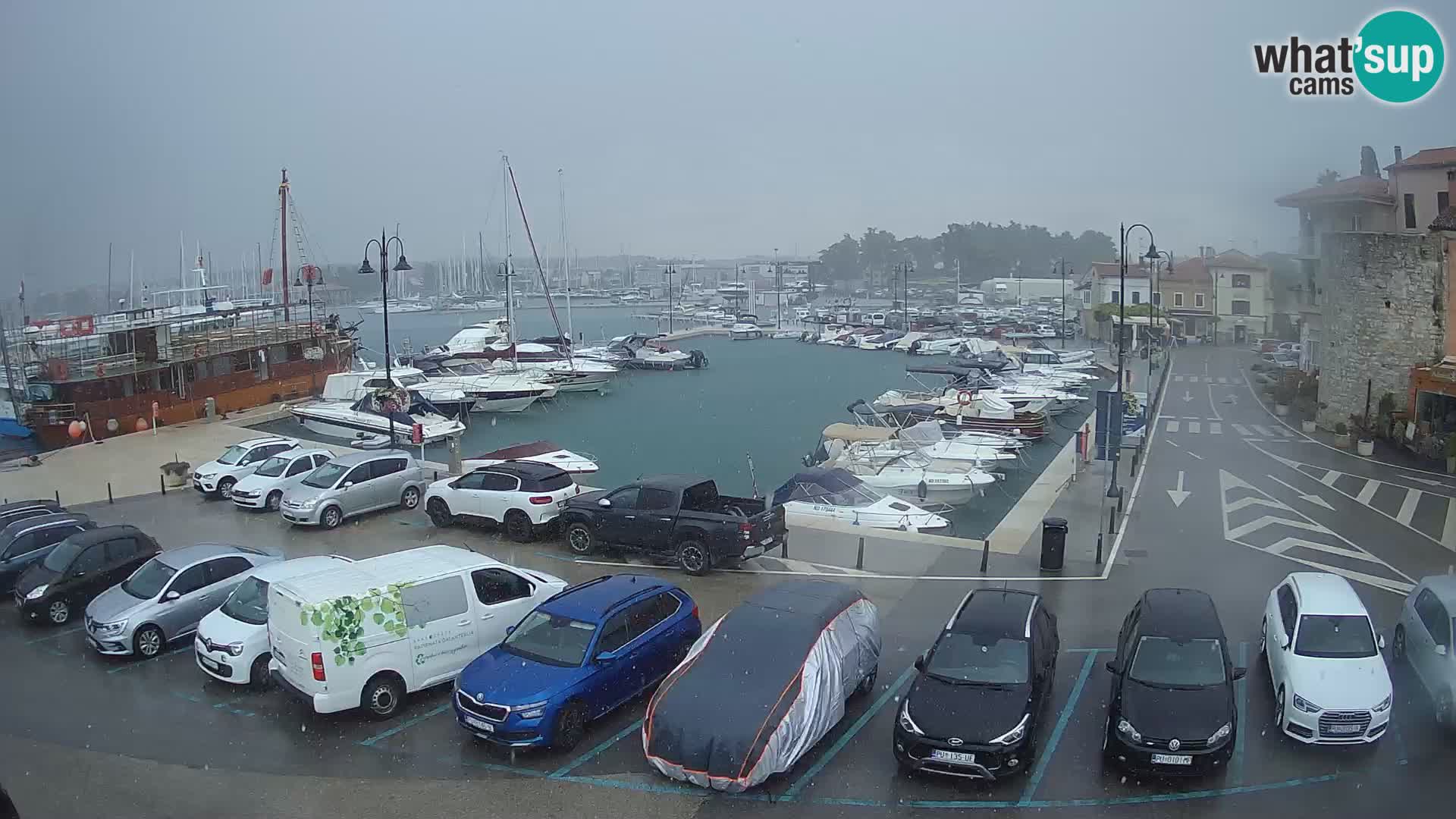 Novigrad | Porporela marina
