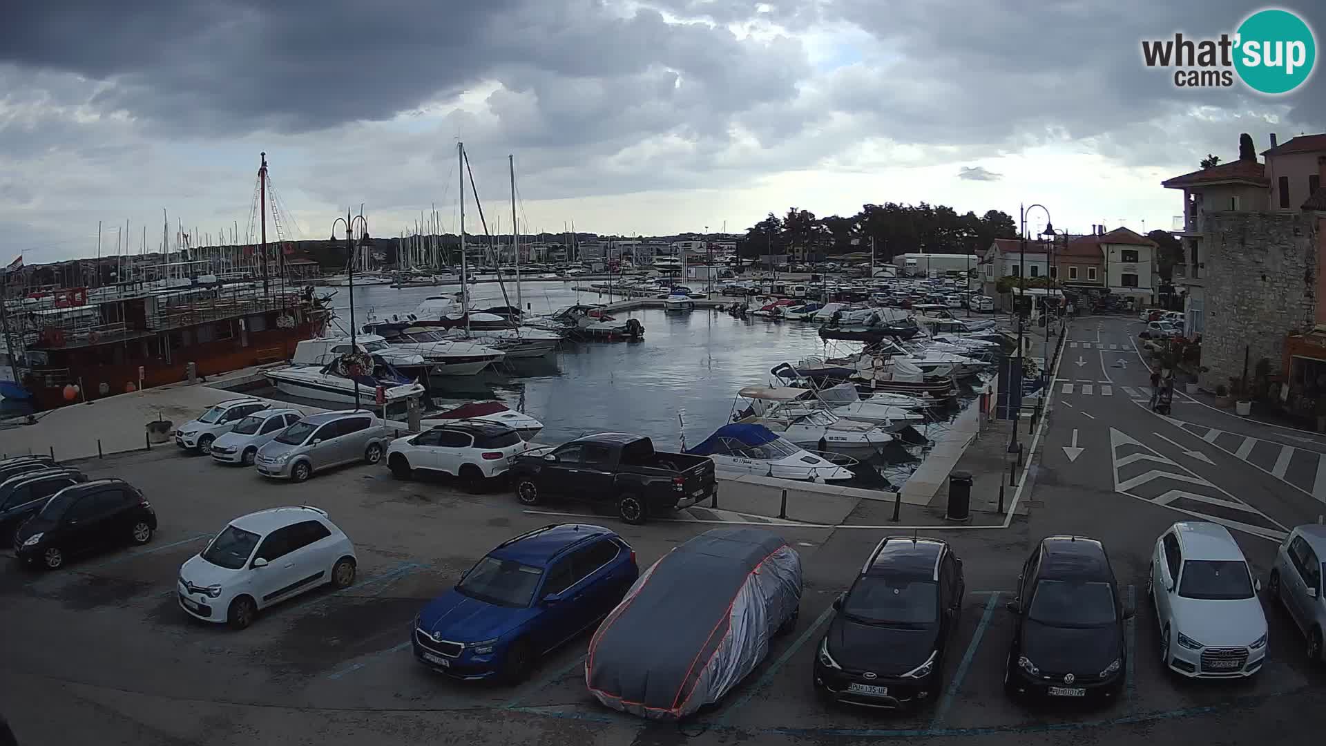 Novigrad | Porporela marina