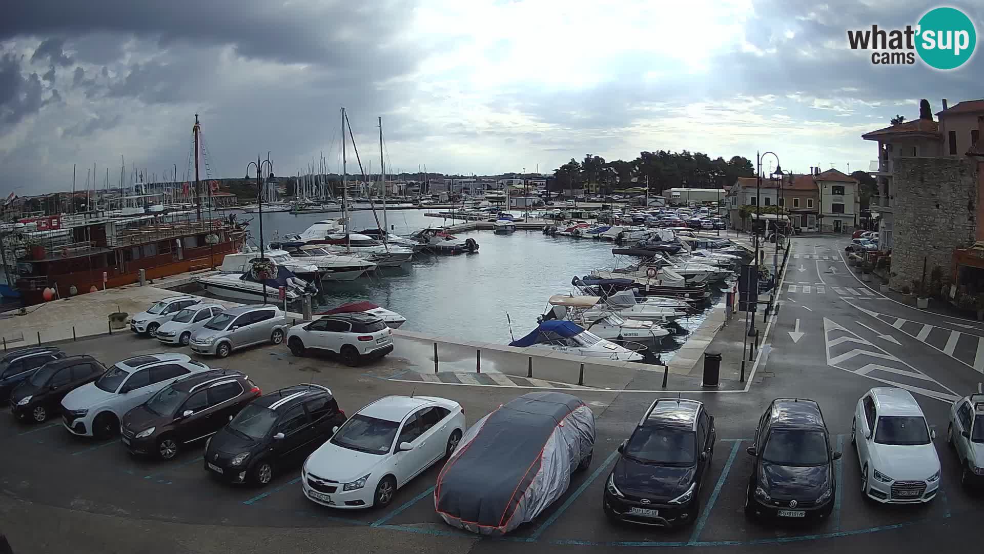 Novigrad | Porporela marina