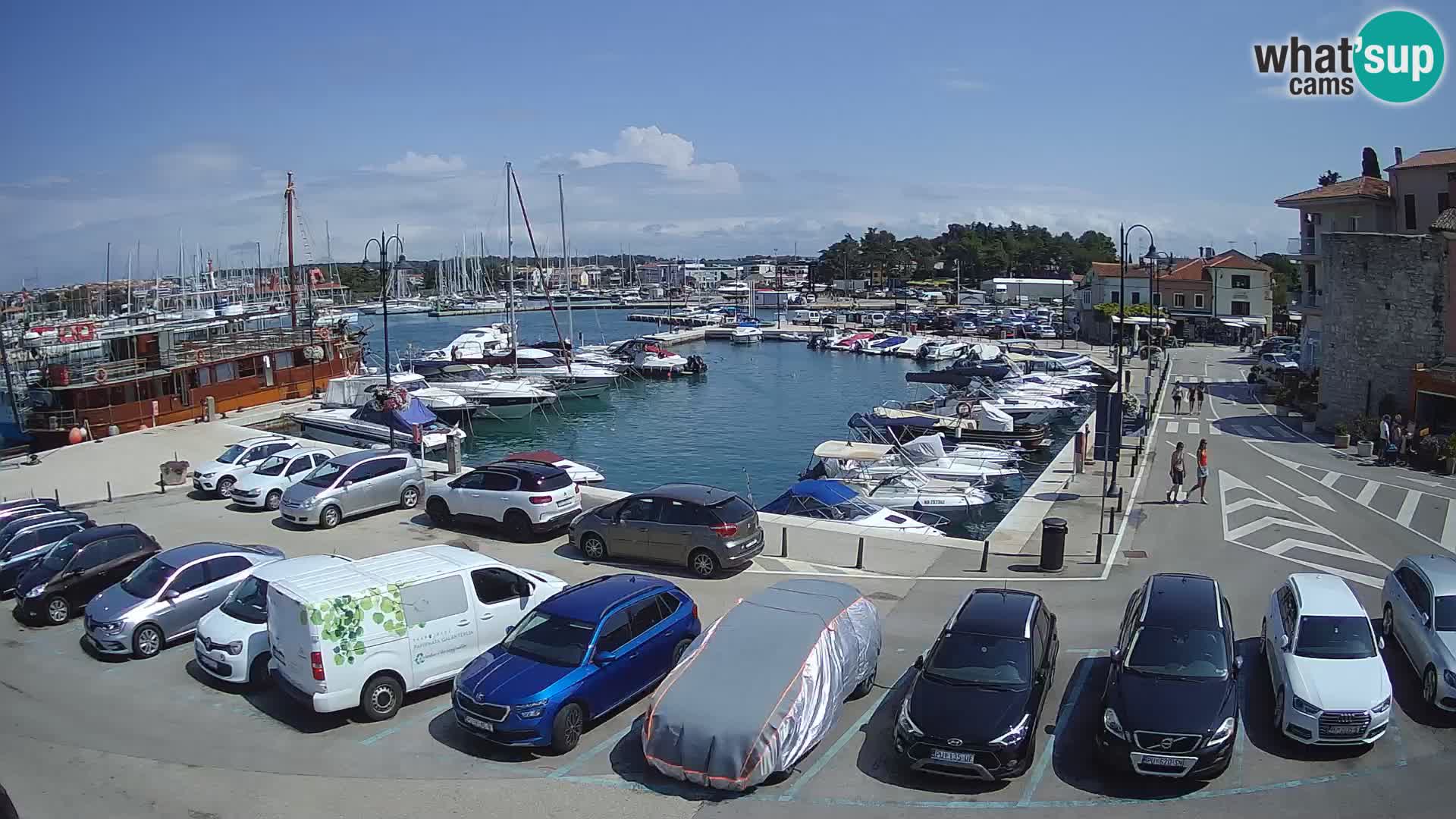 Novigrad | Porporela marina