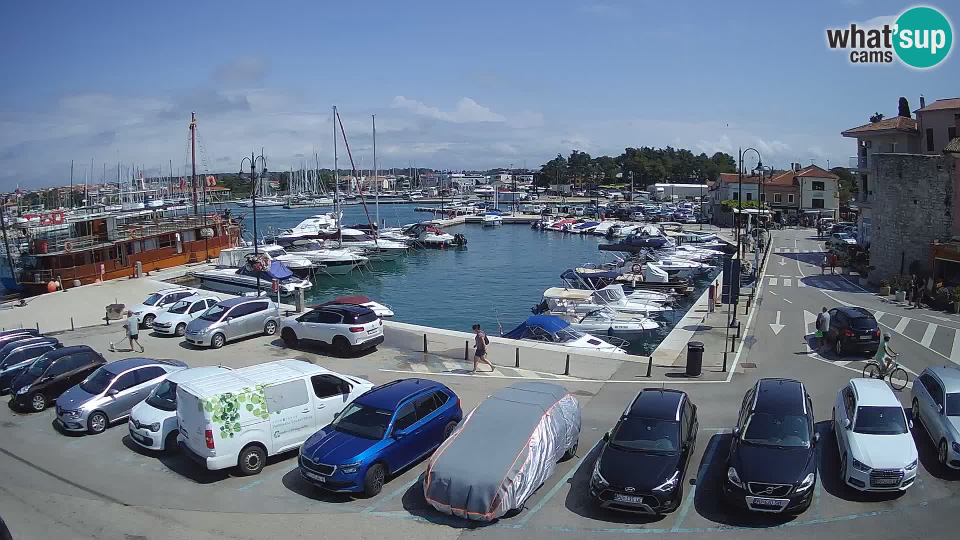 Novigrad | Porporela marina