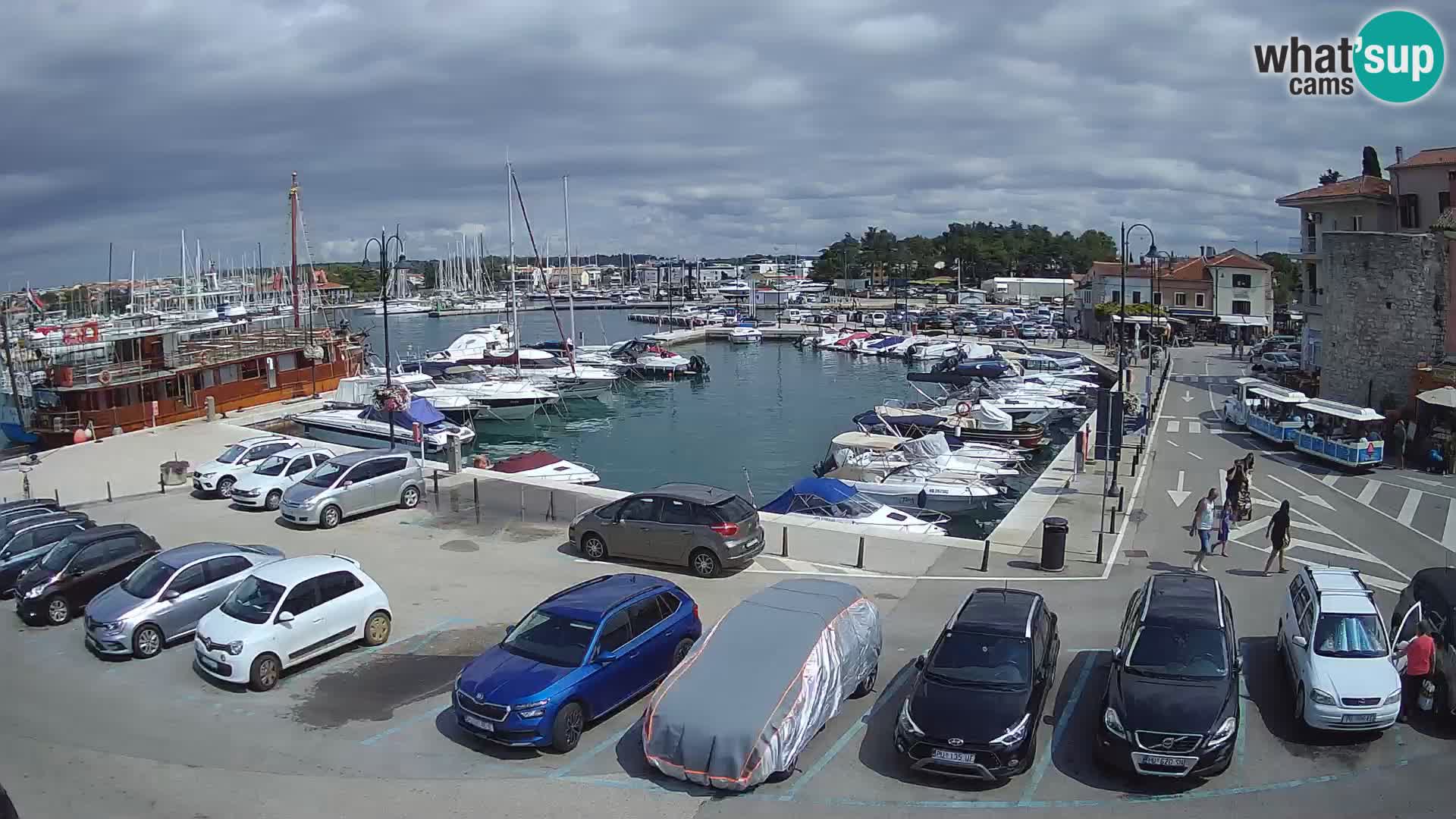 Novigrad | Porporela marina