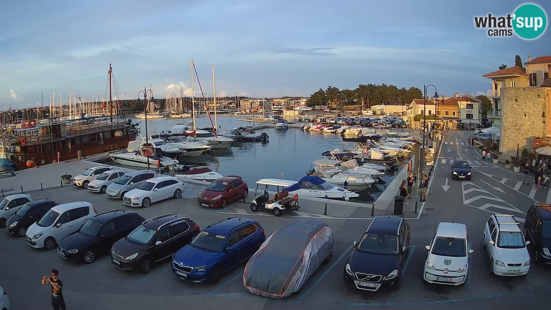 Novigrad | Porporela marina