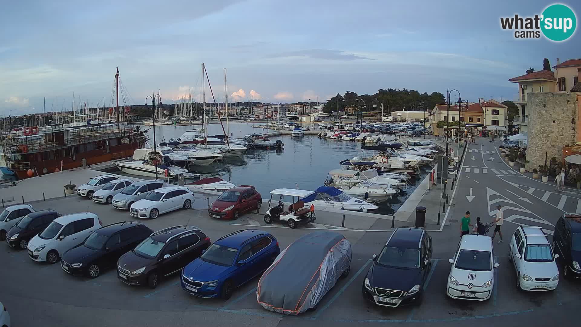 Novigrad | Porporela marina