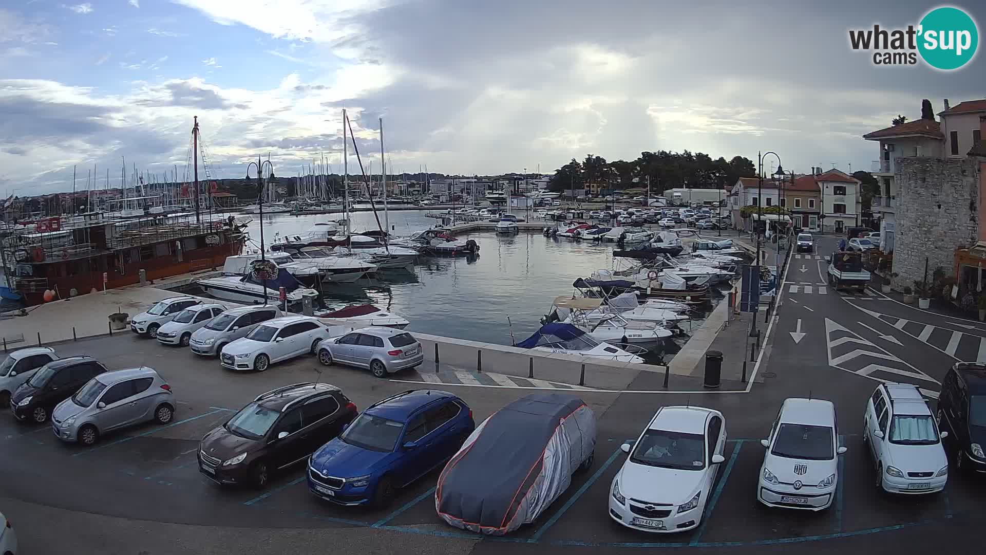 Novigrad | Porporela marina