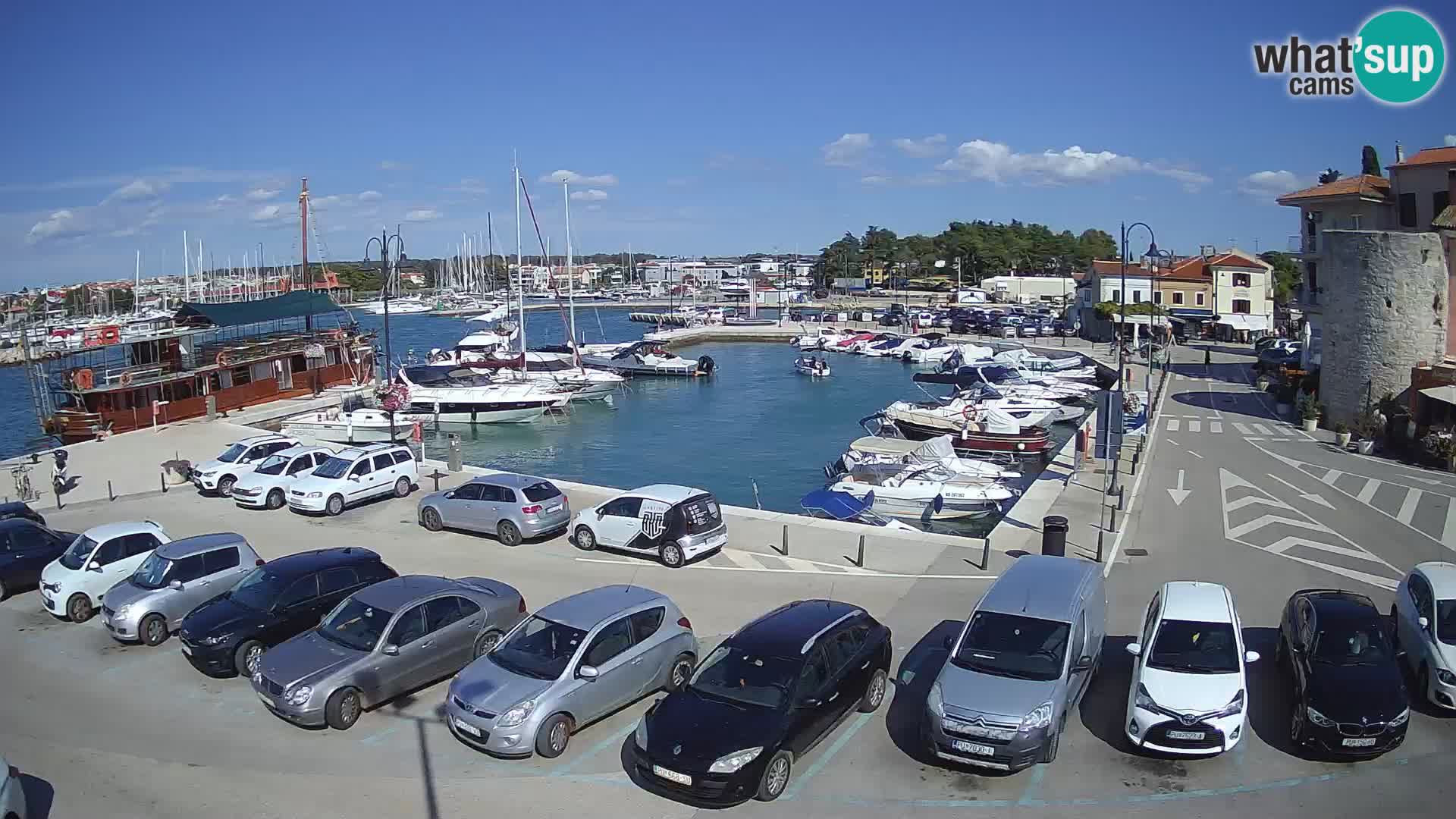 Novigrad | Porporela marina
