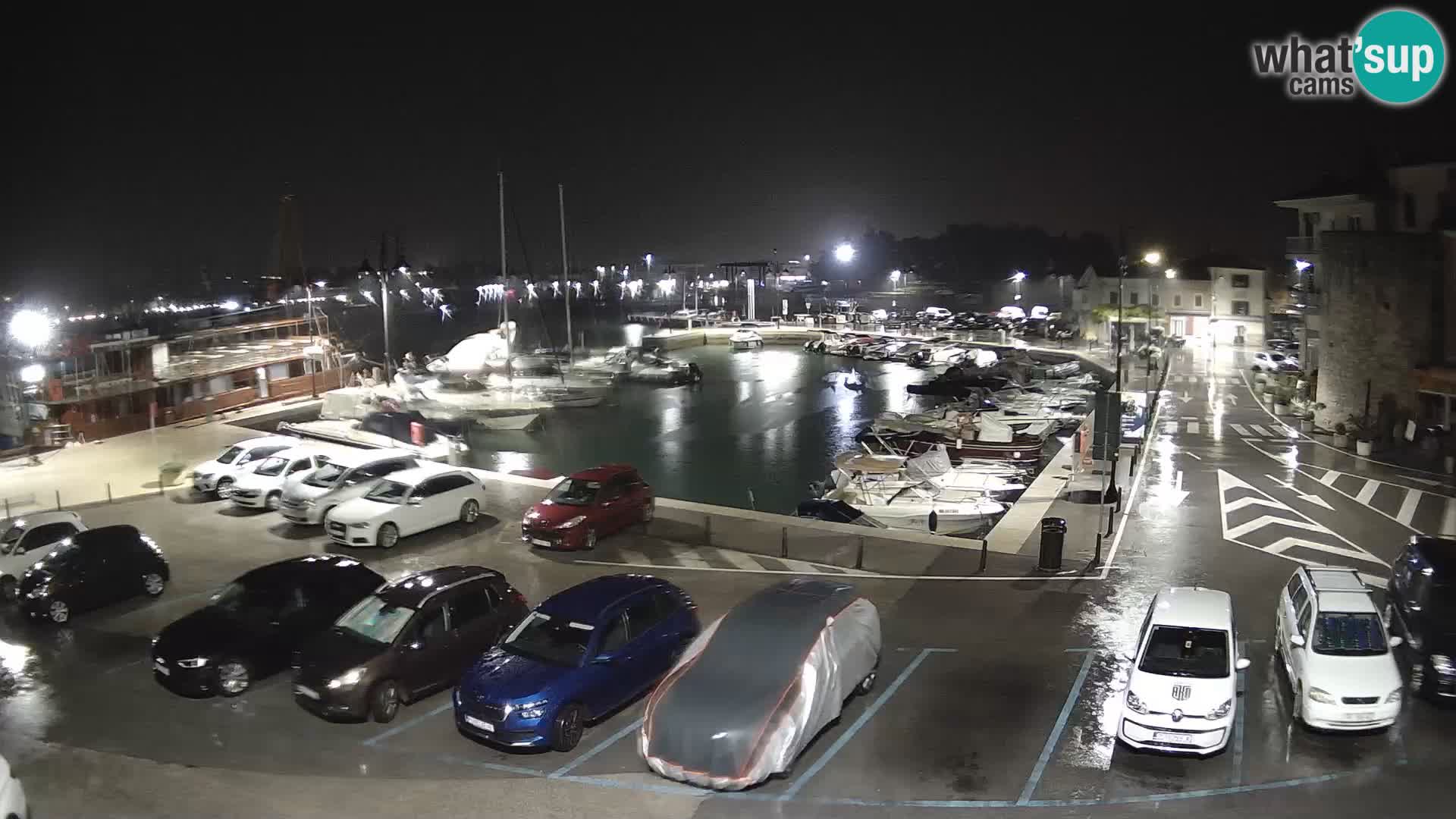 Novigrad | Porporela marina