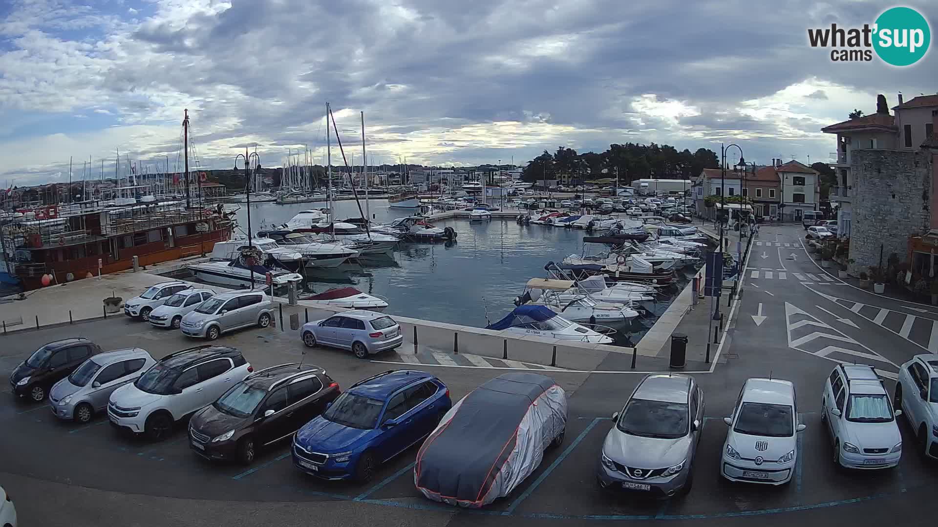Novigrad | Porporela marina