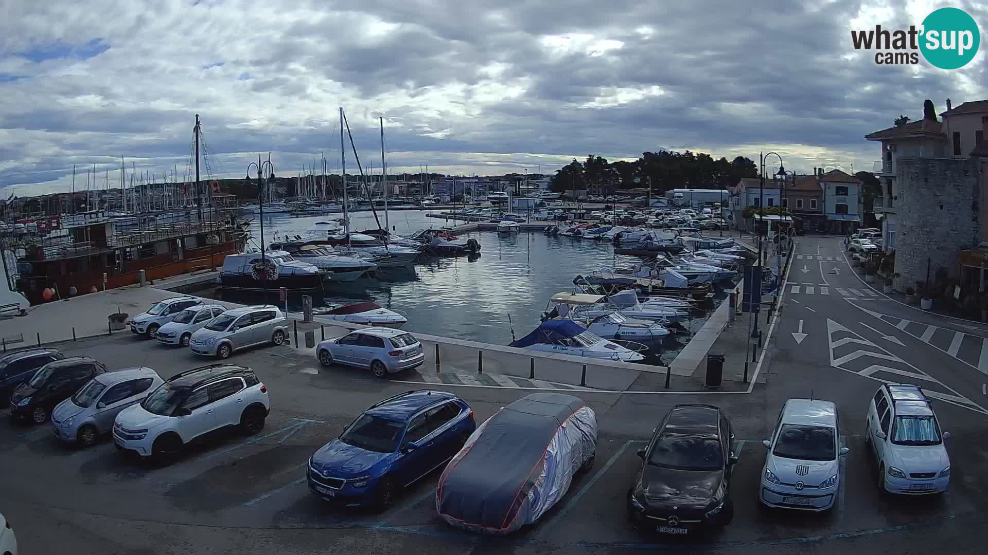 Novigrad | Porporela marina
