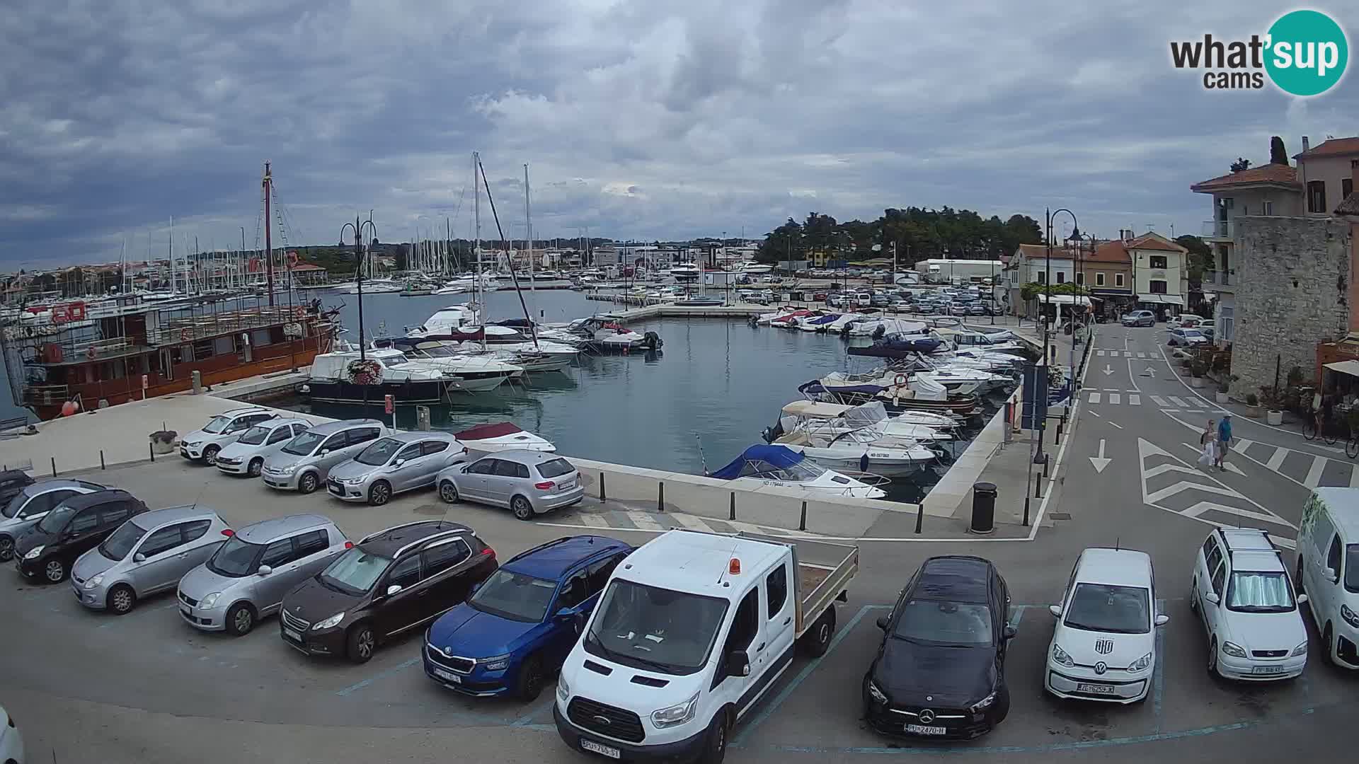 Novigrad | Porporela marina