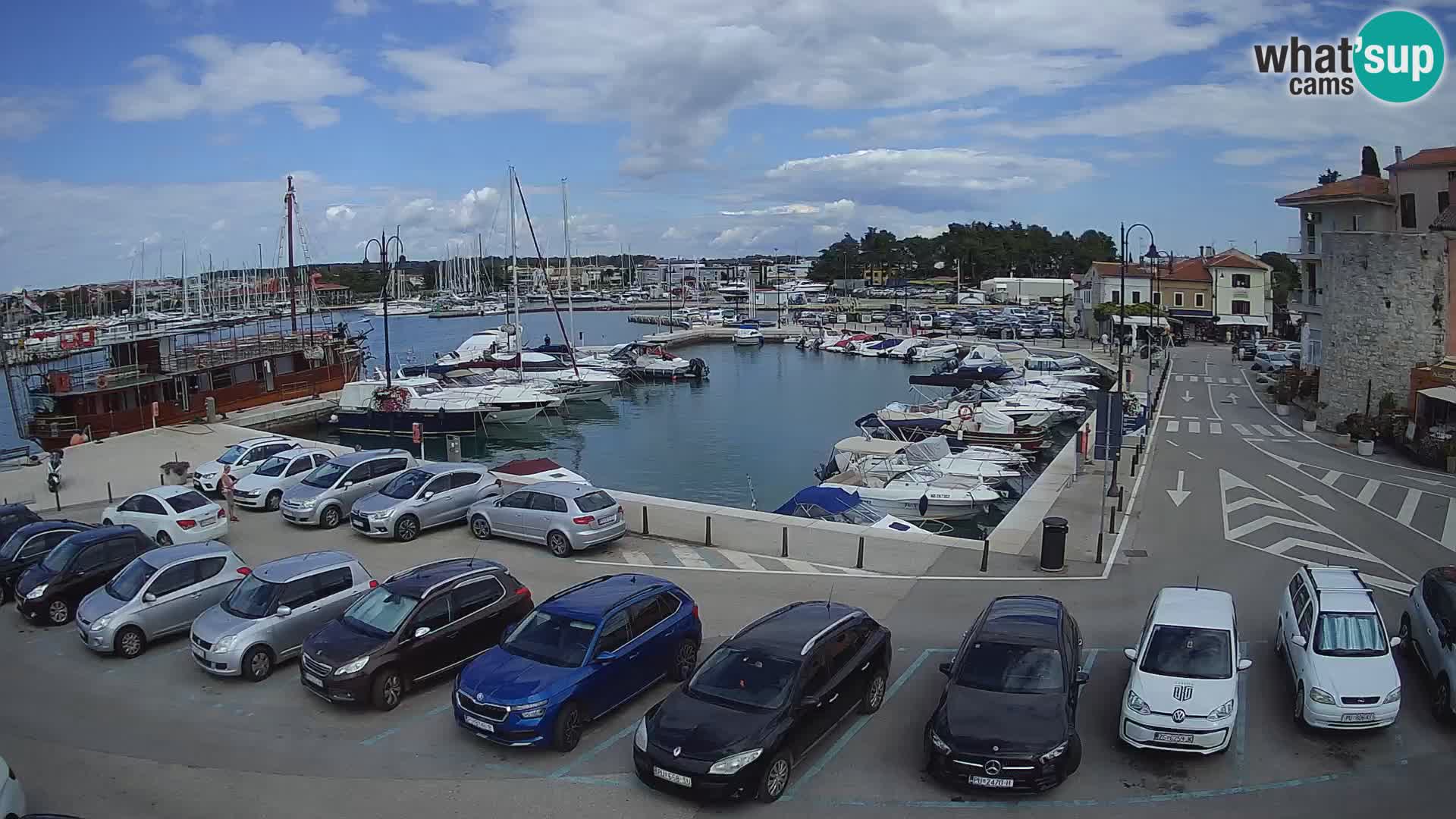 Novigrad | Porporela marina