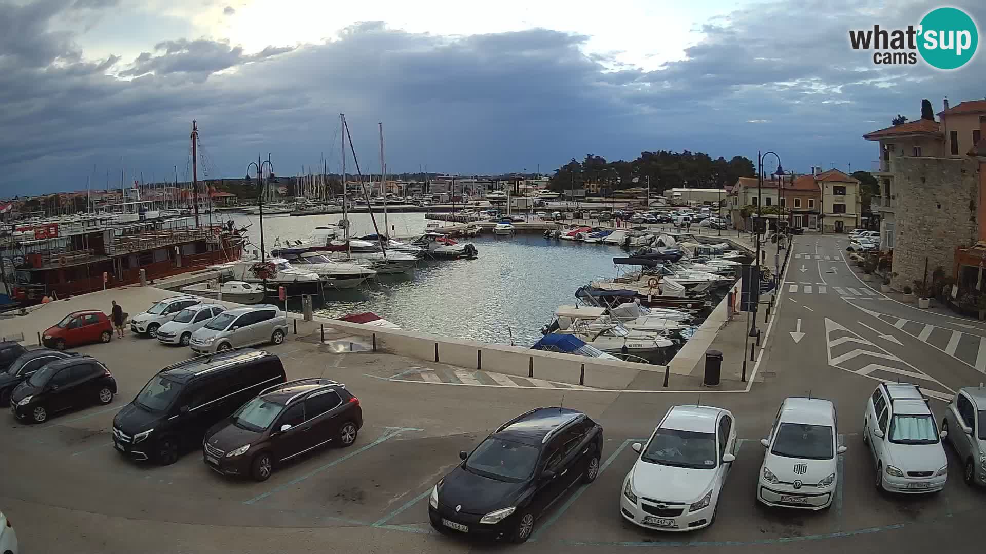 Novigrad | Porporela marina