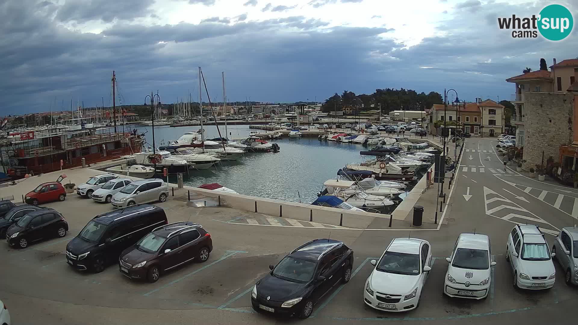 Novigrad | Porporela marina