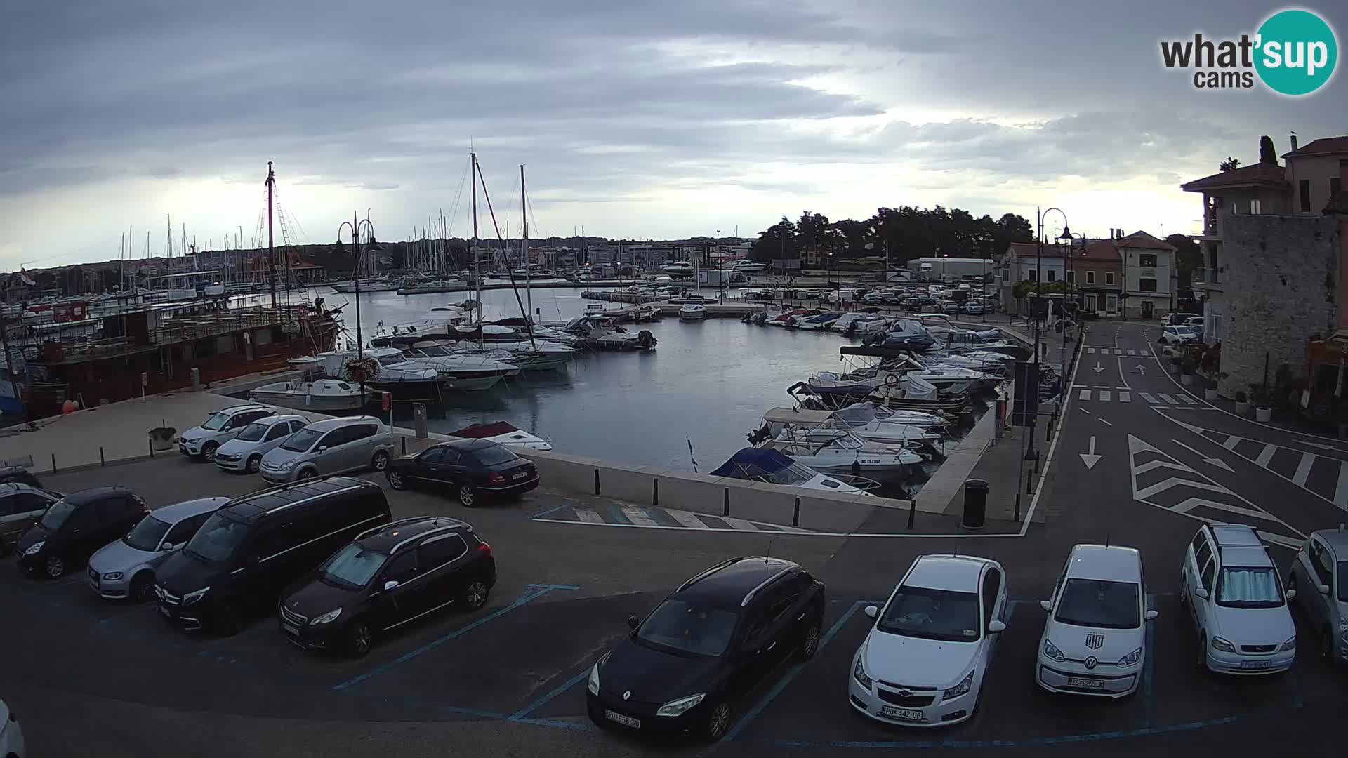 Novigrad | Porporela marina