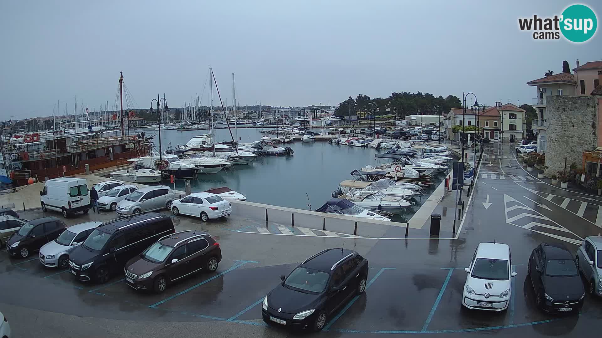 Novigrad | Porporela marina