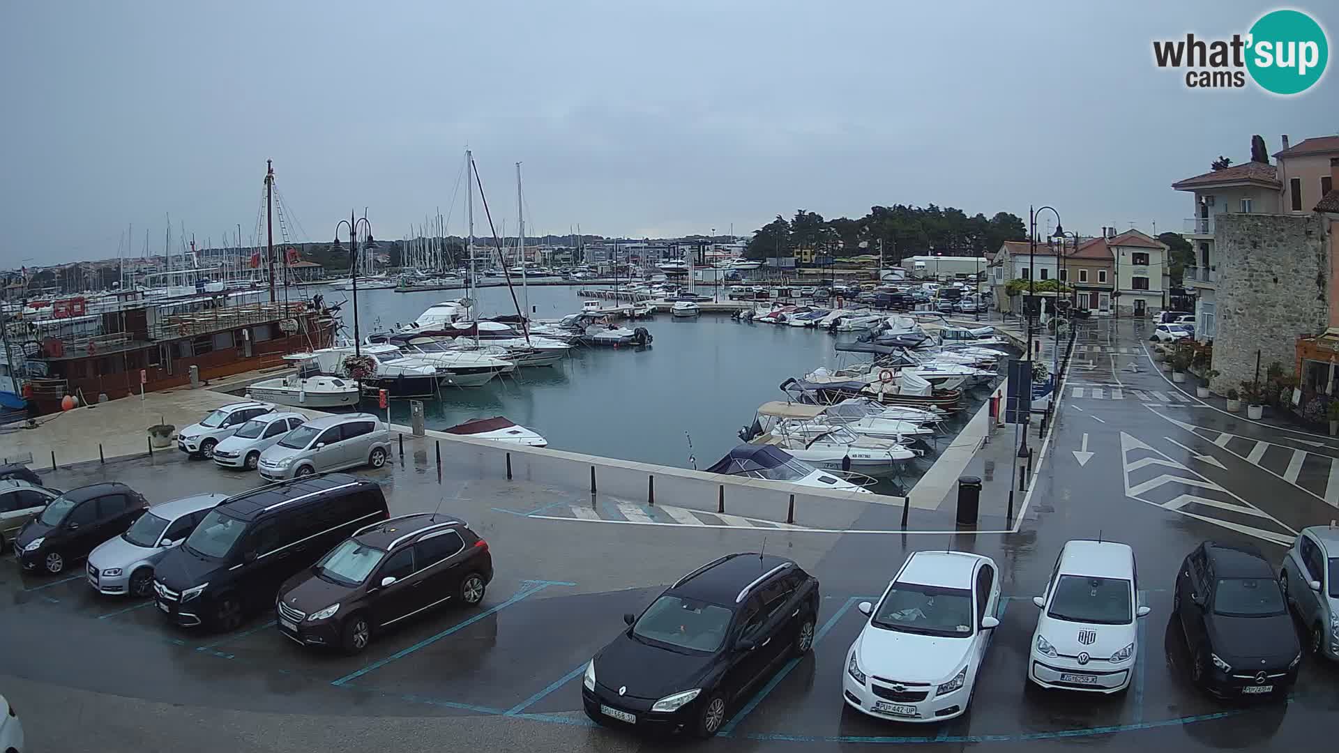 Novigrad | Porporela marina