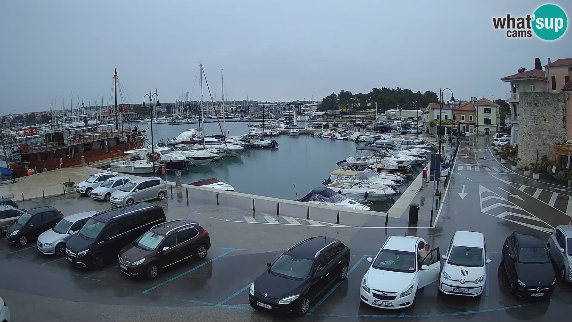 Novigrad | Porporela marina