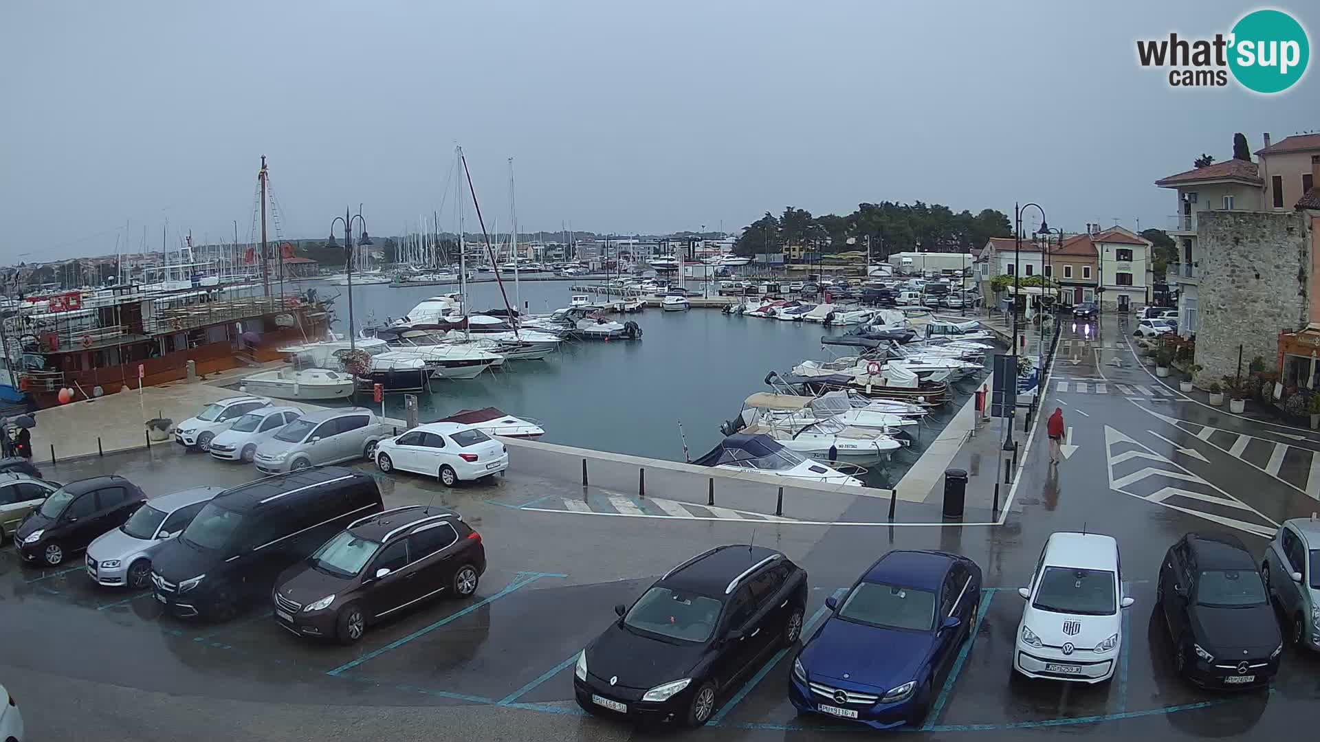 Novigrad | Porporela marina