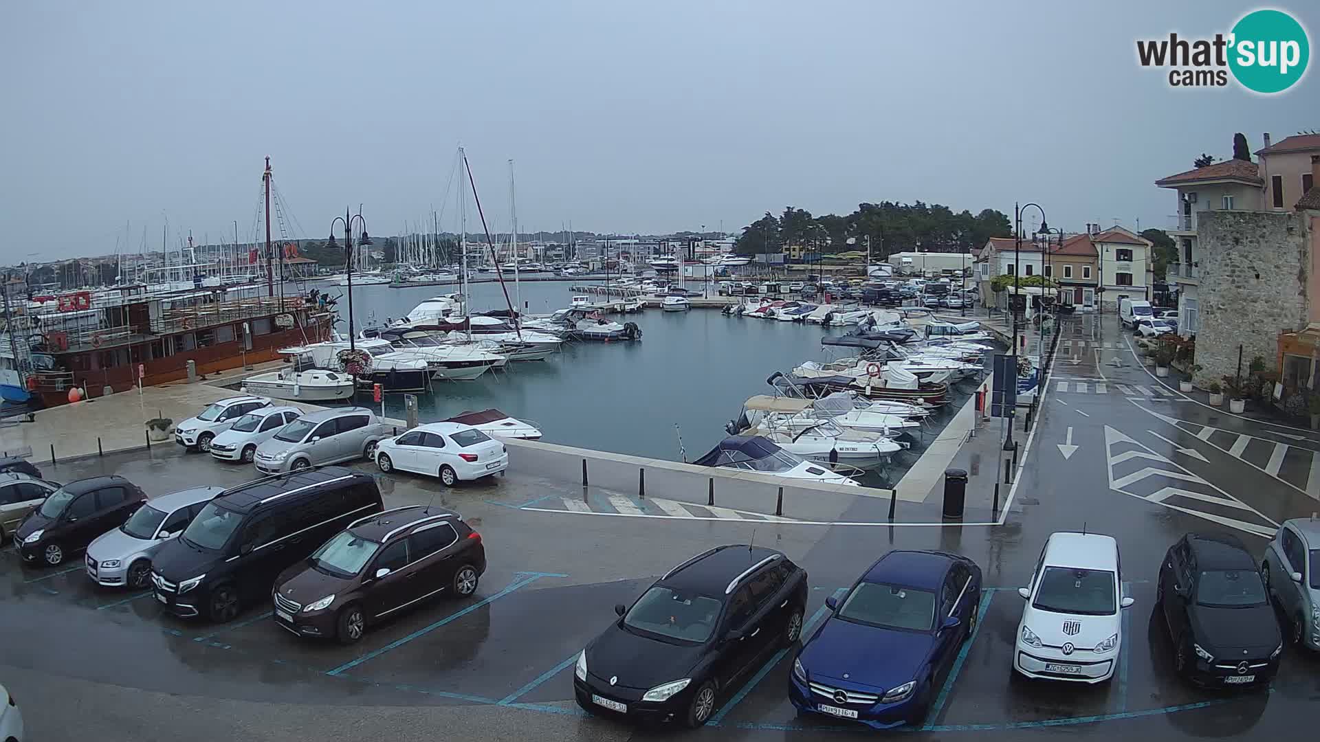 Novigrad | Porporela marina