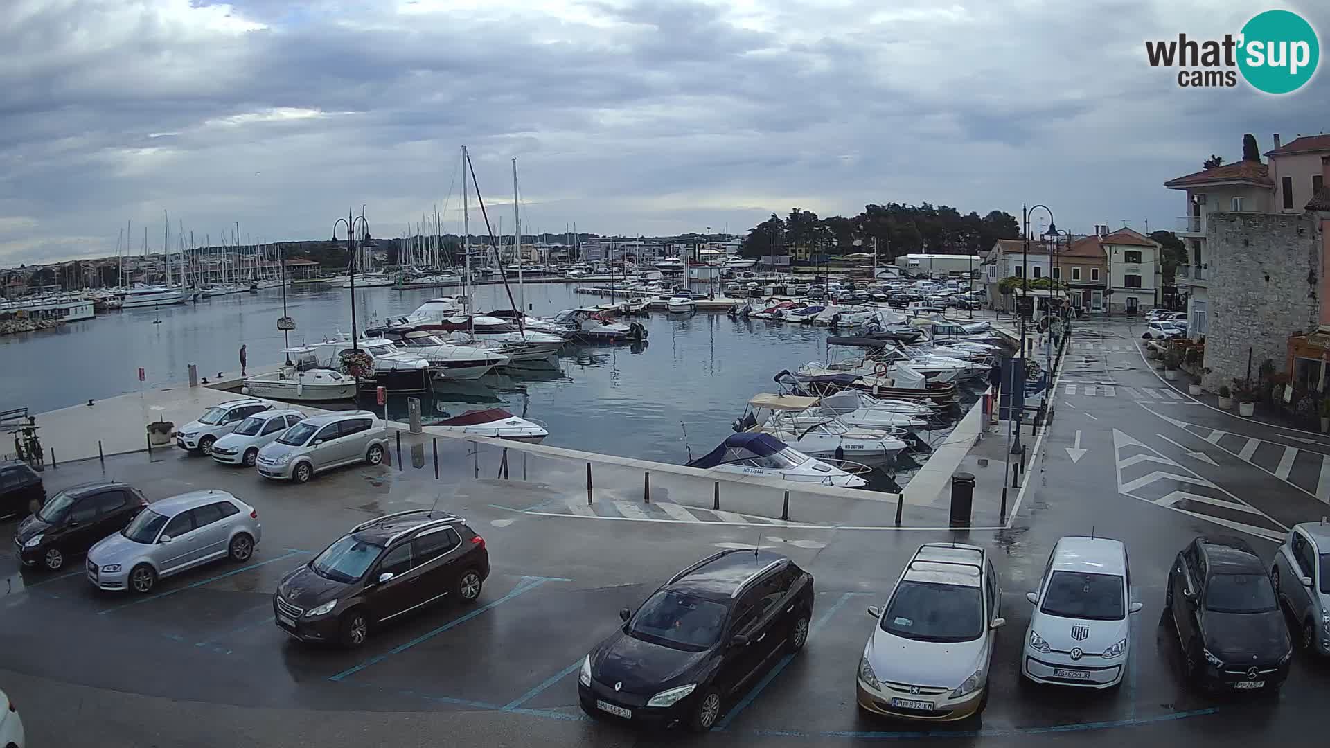 Novigrad | Porporela marina