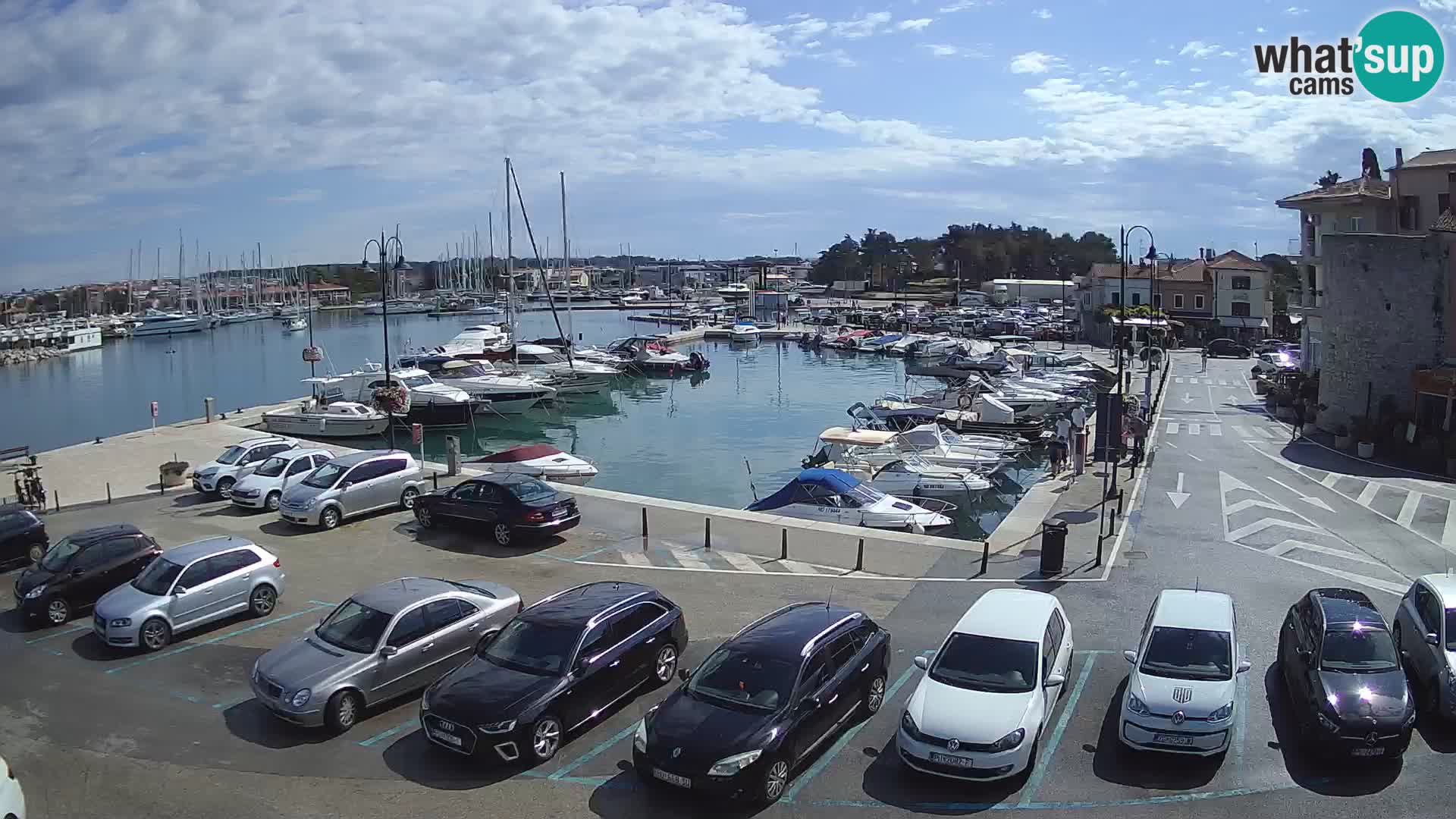 Novigrad | Porporela marina