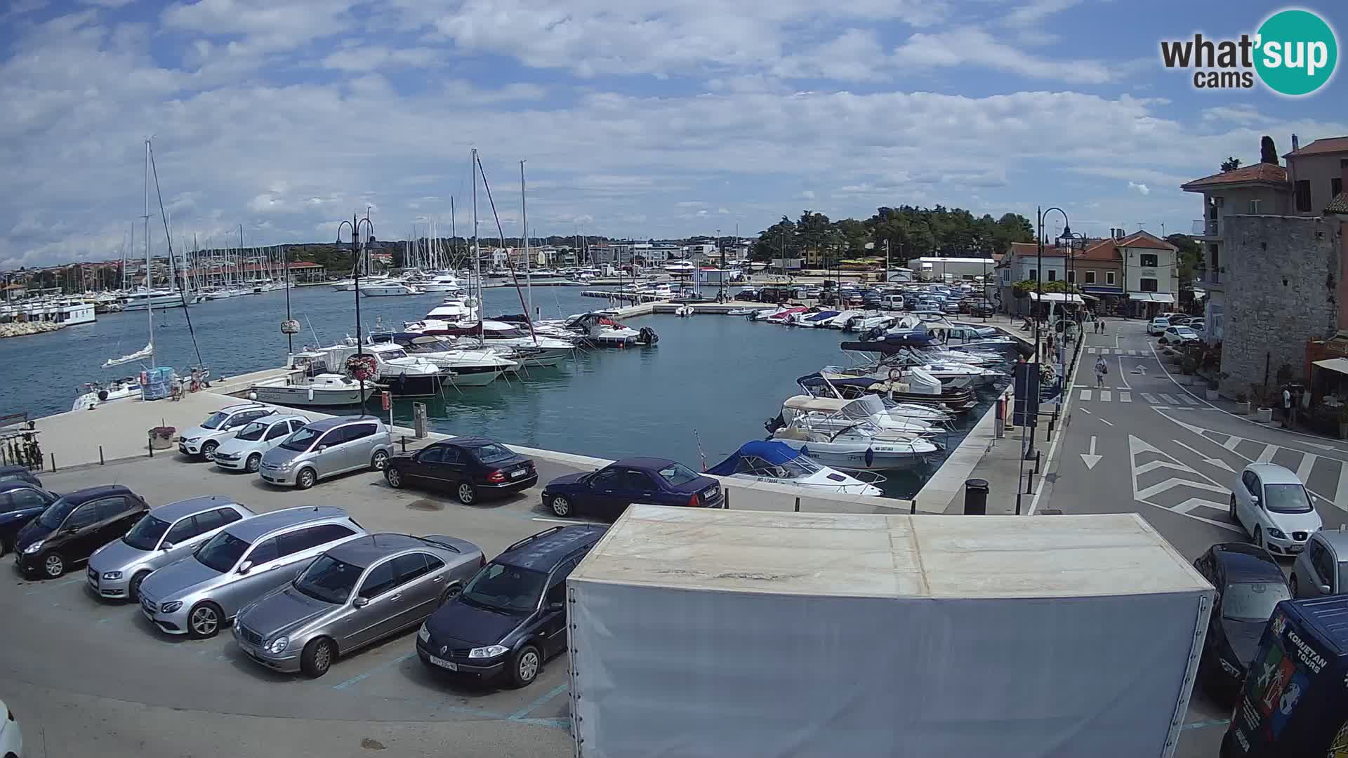Novigrad | Porporela marina