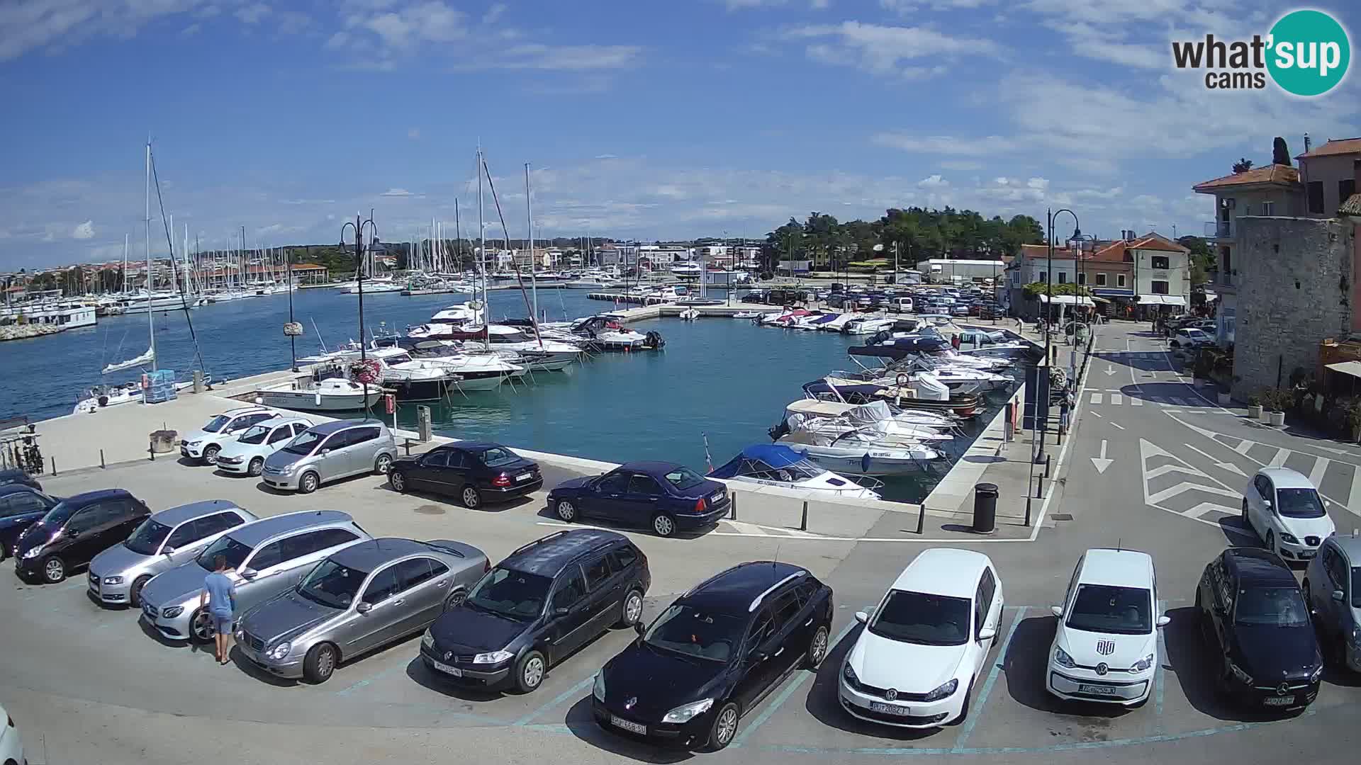 Novigrad | Porporela marina