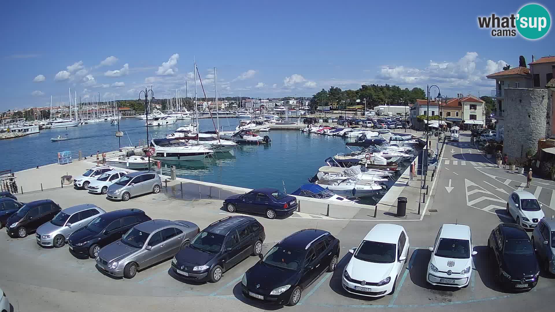 Novigrad | Porporela marina
