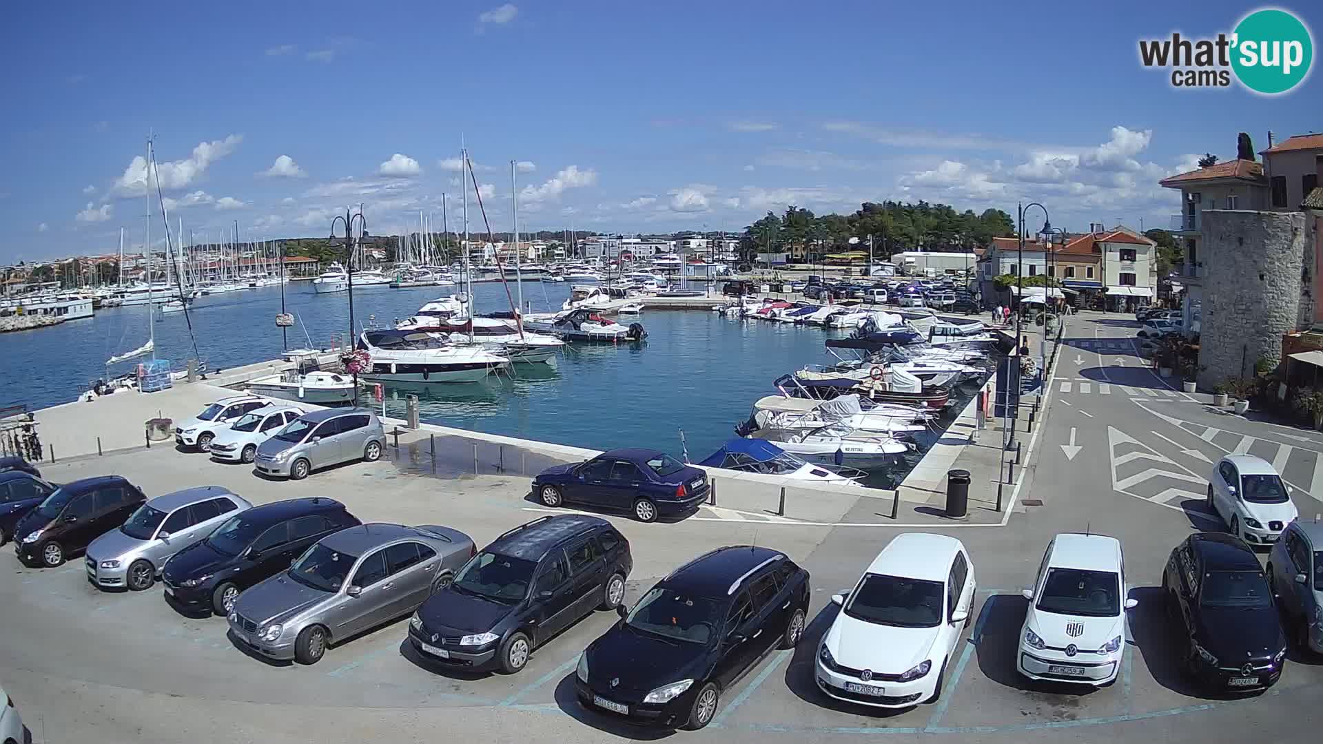 Novigrad | Porporela marina