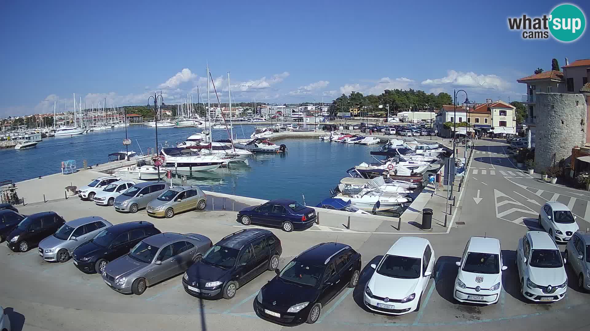Novigrad | Porporela marina
