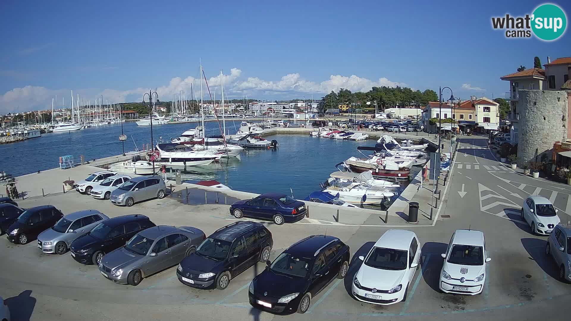 Novigrad | Porporela marina