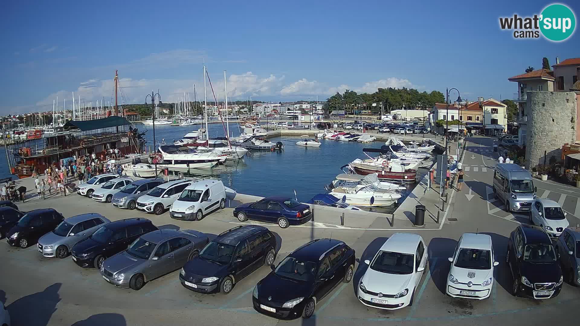 Novigrad | Porporela marina