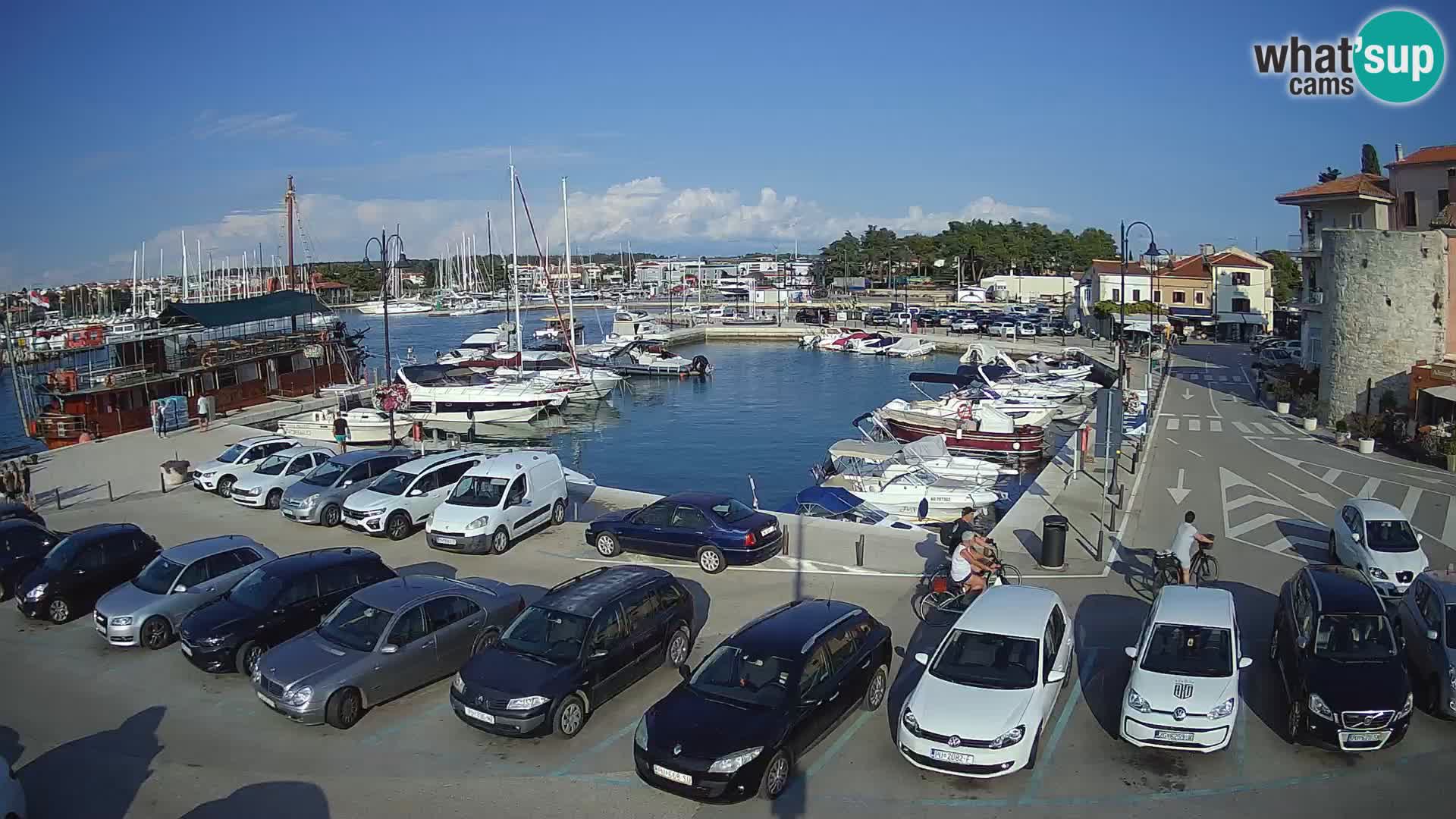 Novigrad | Porporela marina