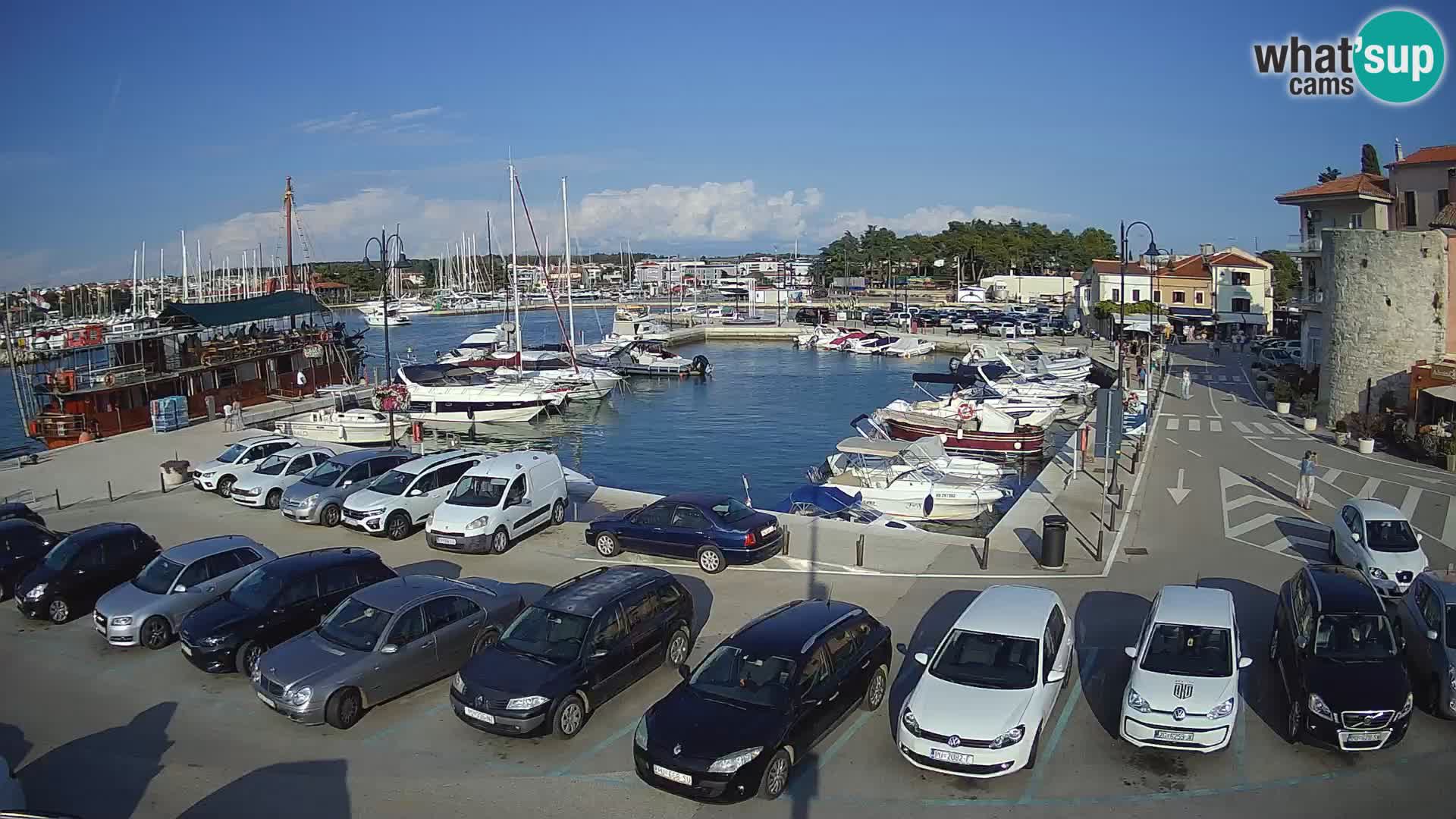 Novigrad | Porporela marina