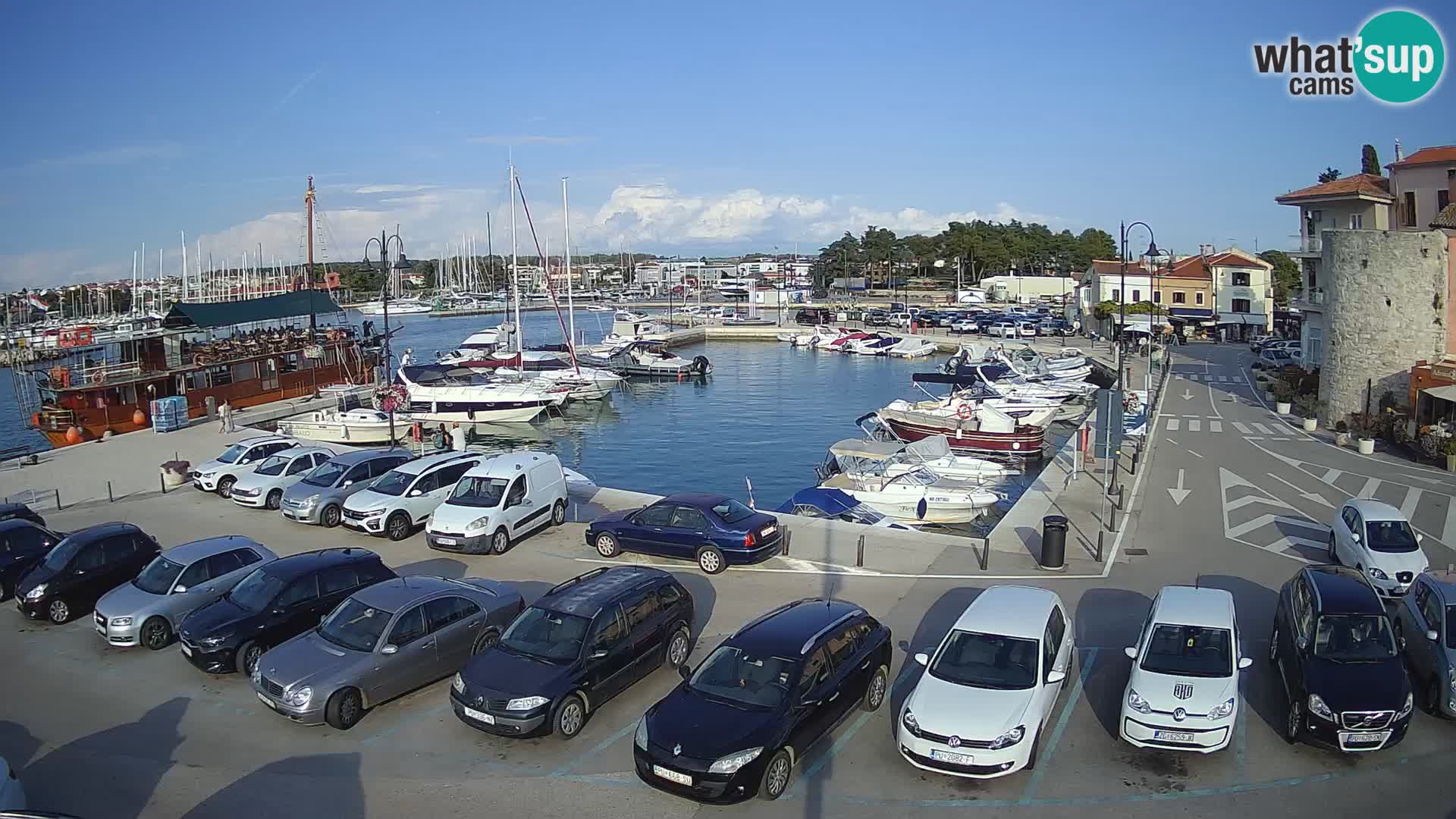 Novigrad | Porporela marina