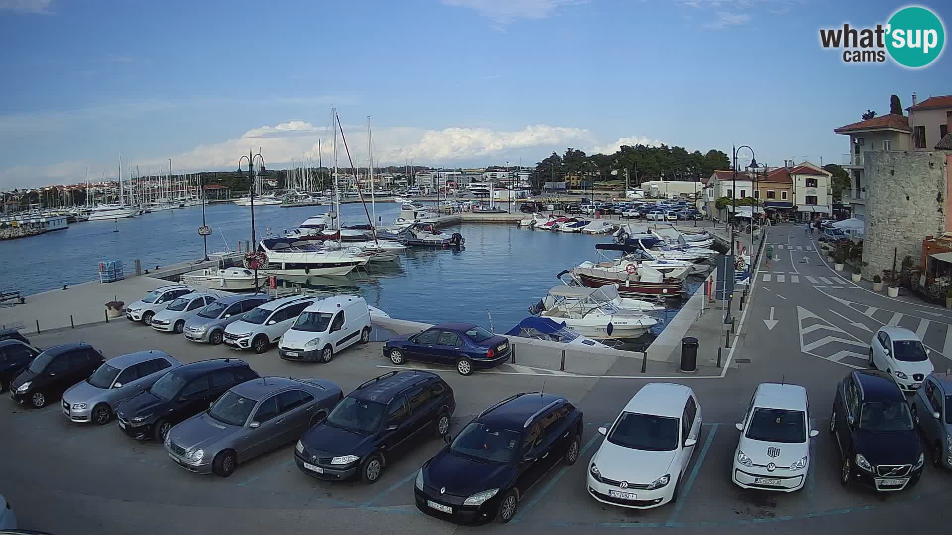 Novigrad | Porporela marina