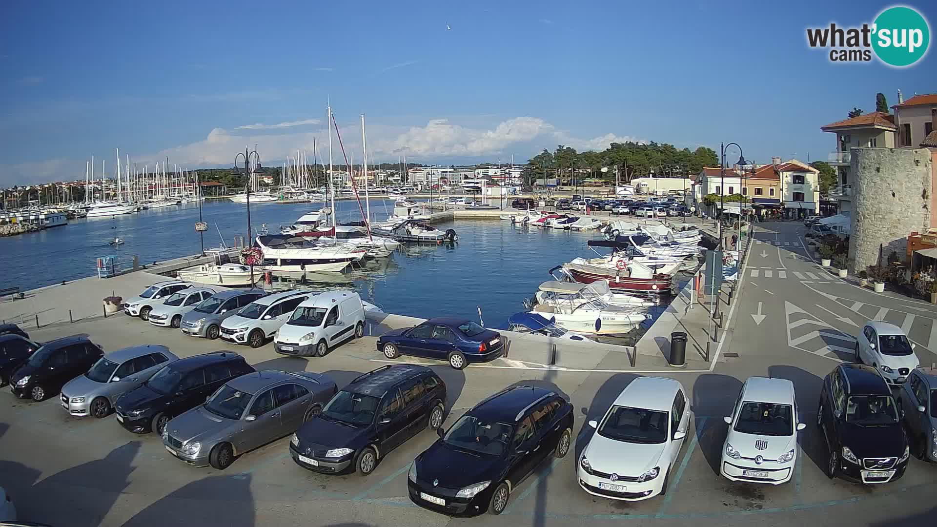 Novigrad | Porporela marina
