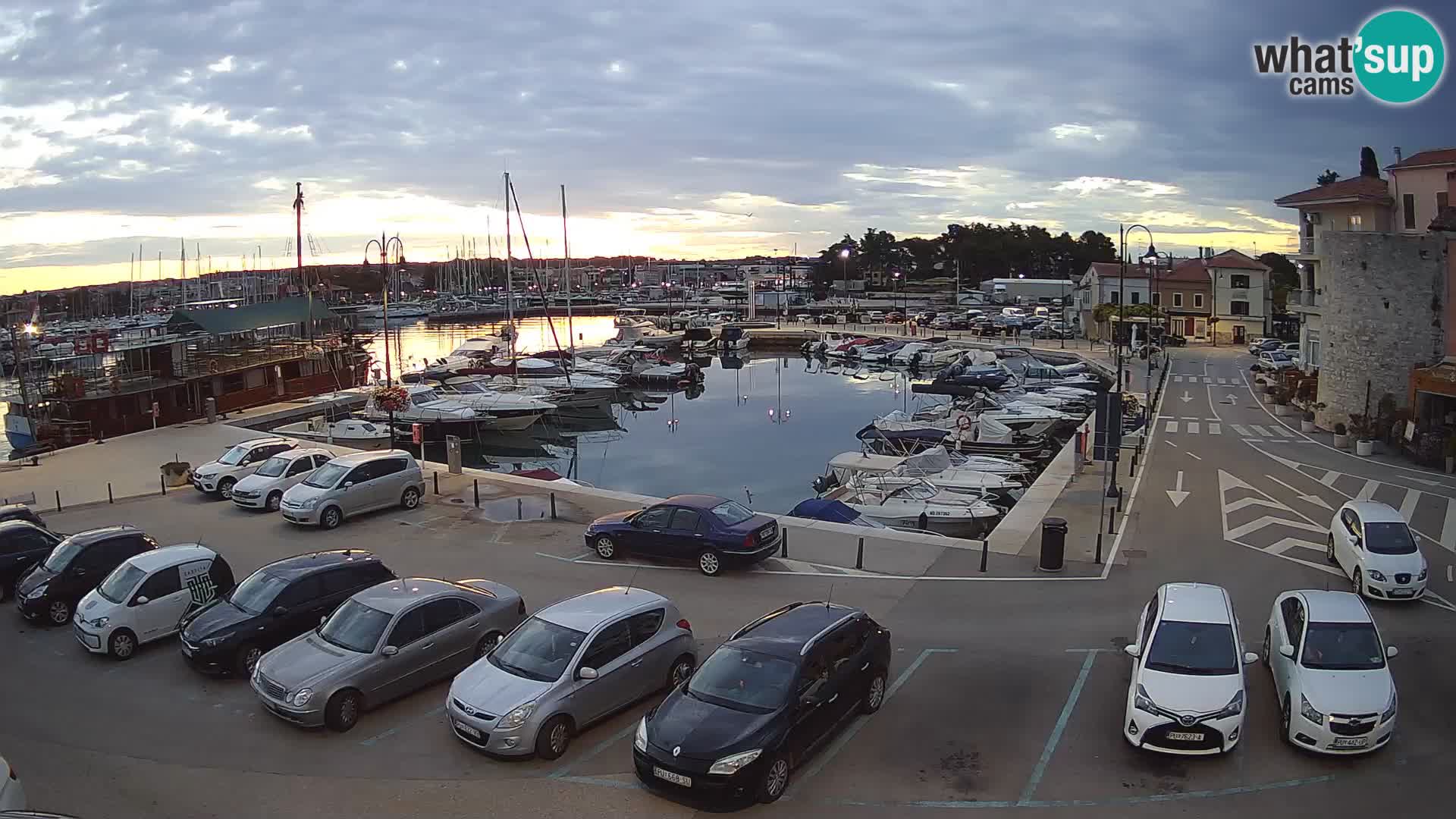 Novigrad | Porporela marina